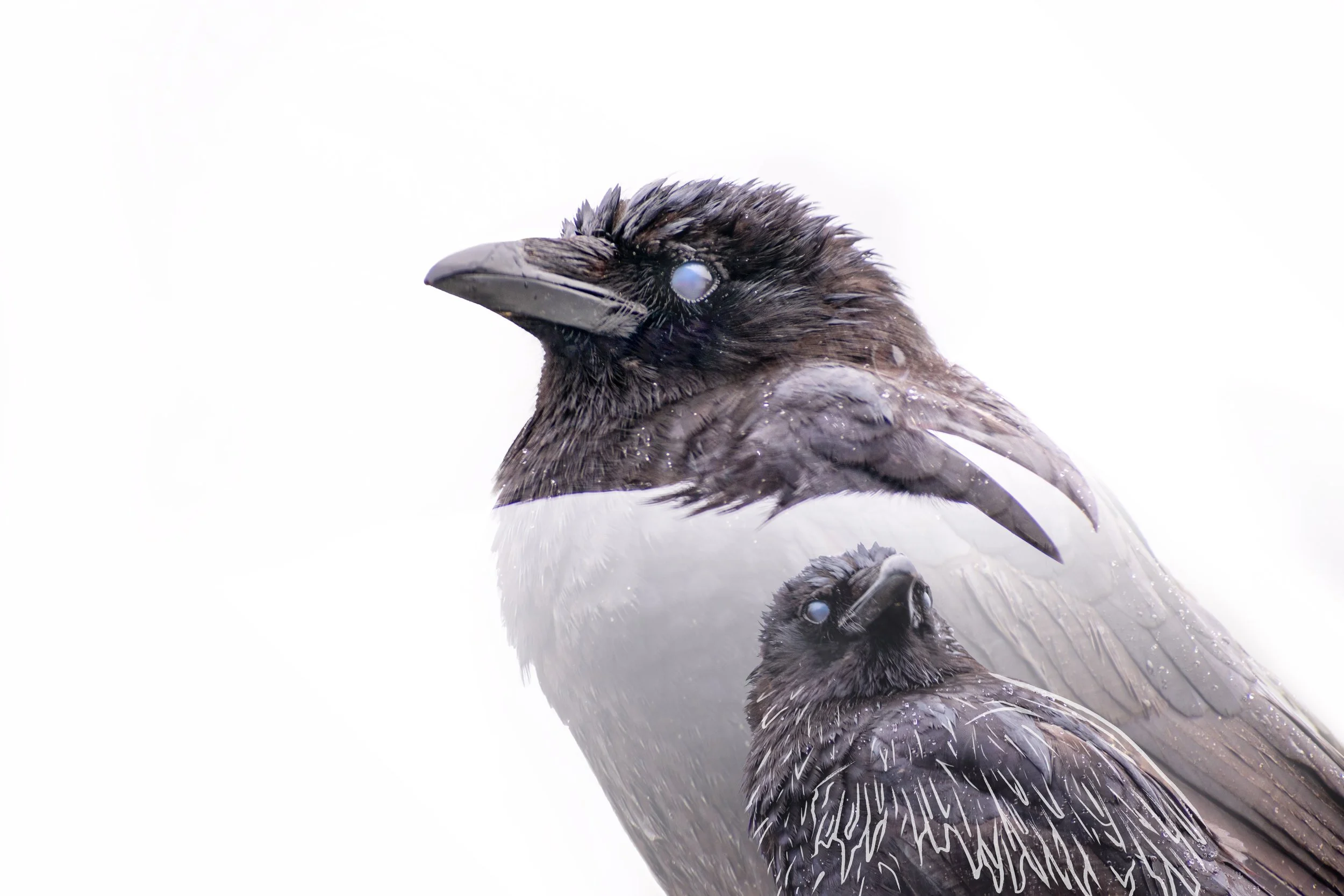 holycrow.jpg