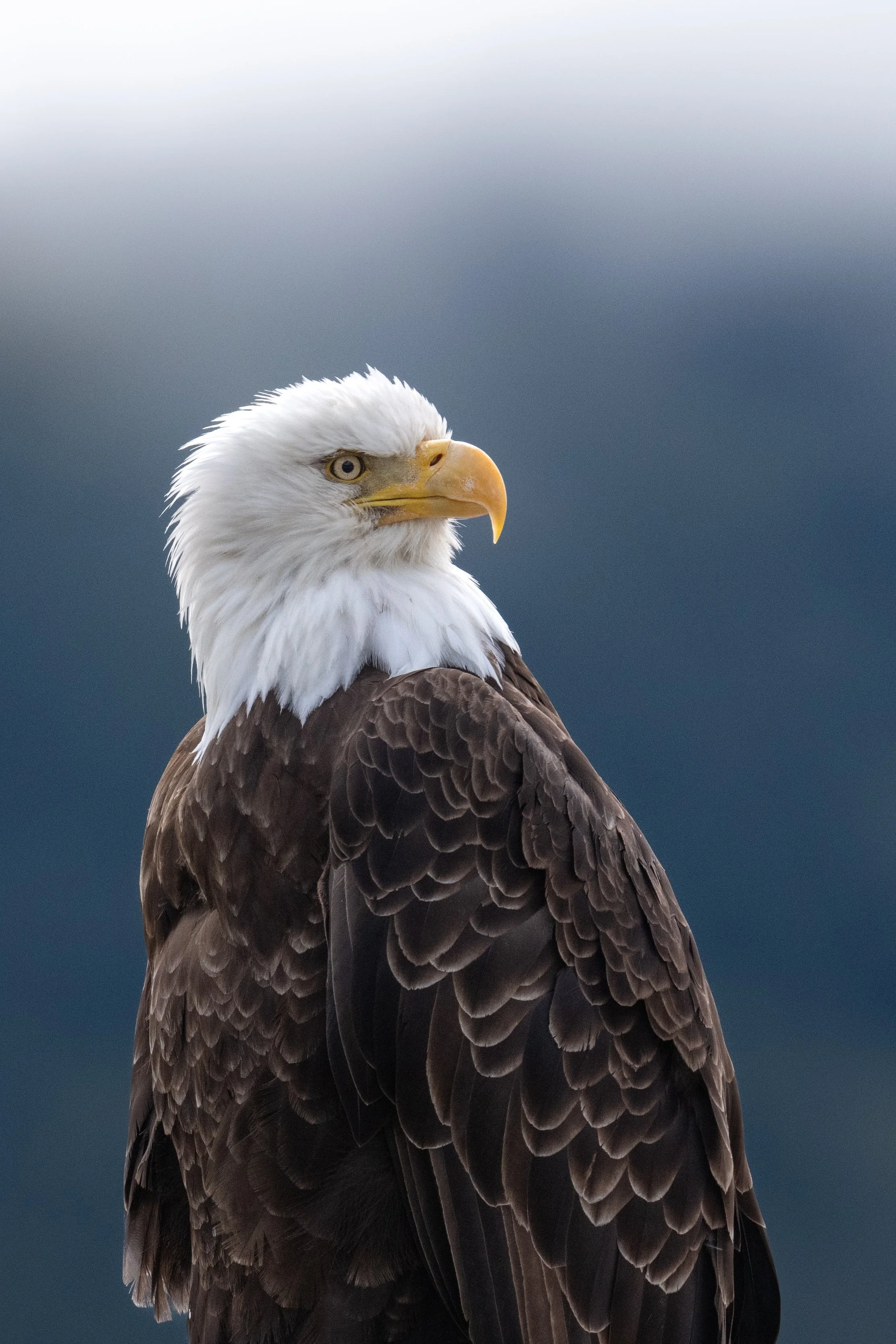 EagleCloseup.jpg