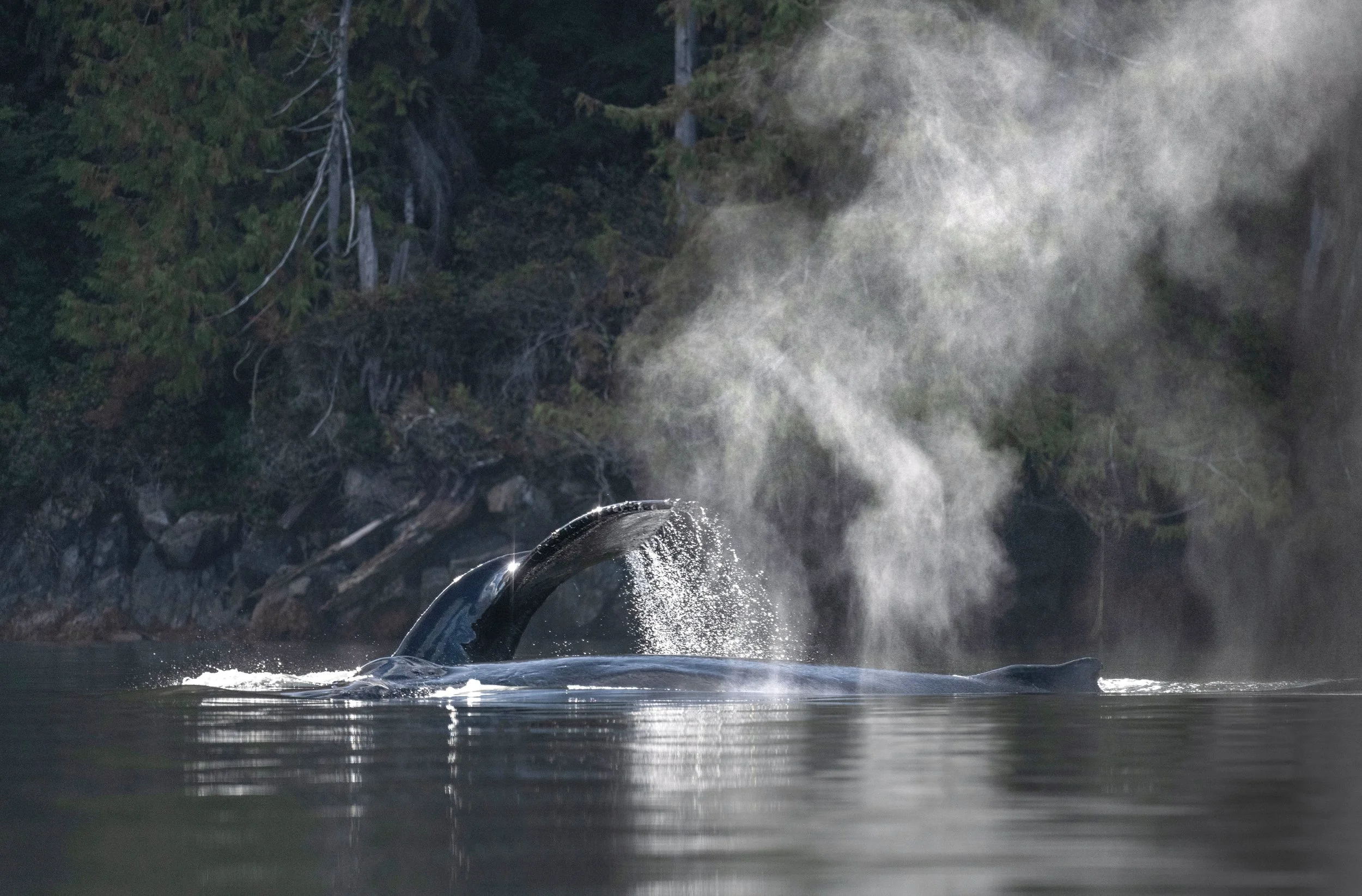 whale printFinallowresss.jpg