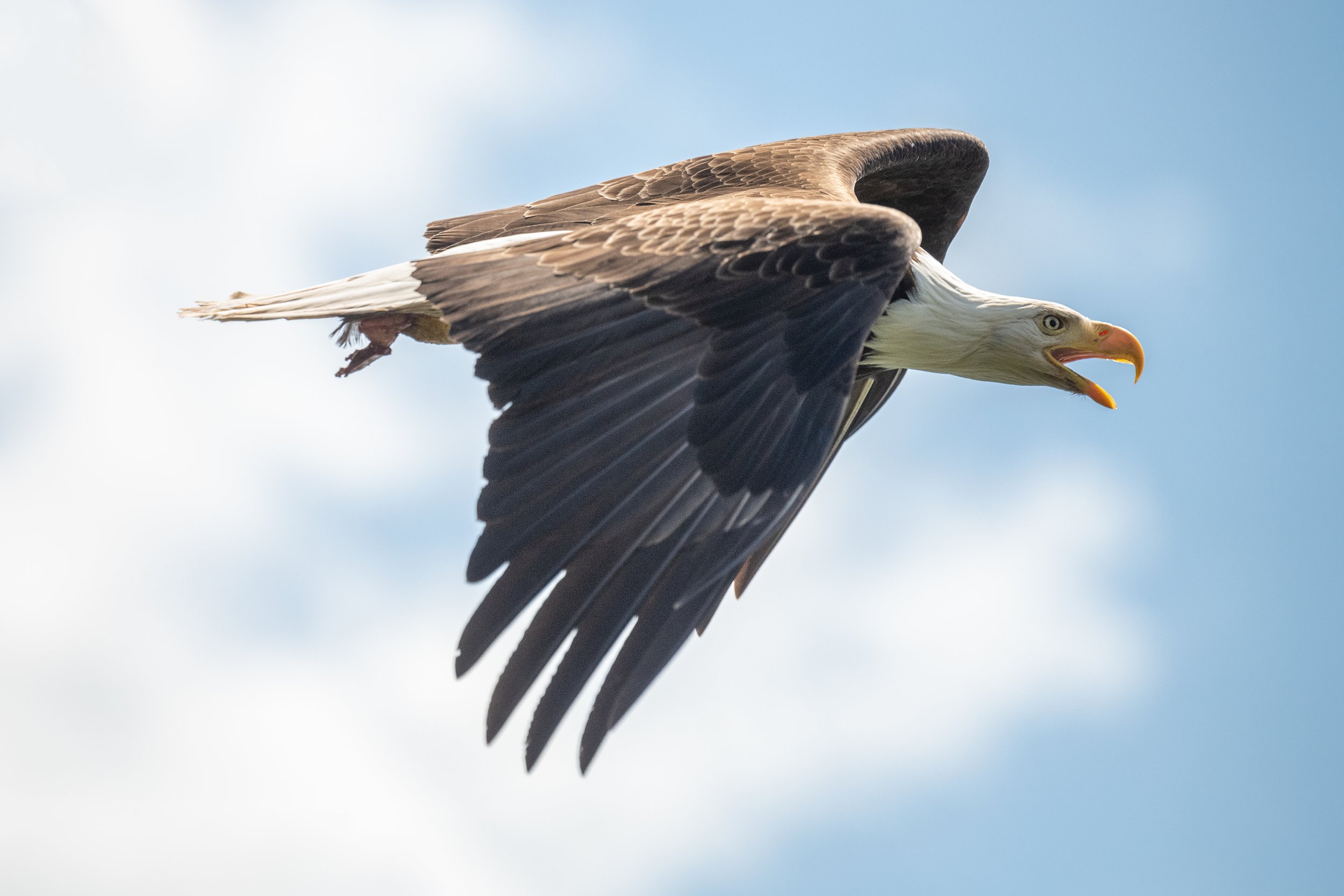 EagleFly.jpg