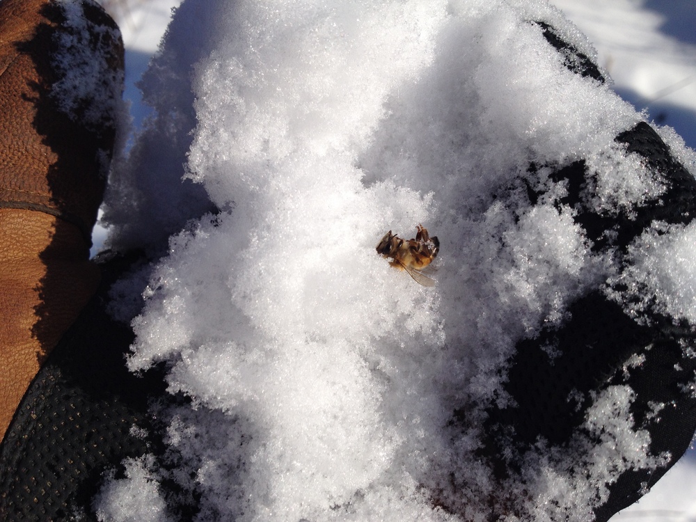 bee.jpg