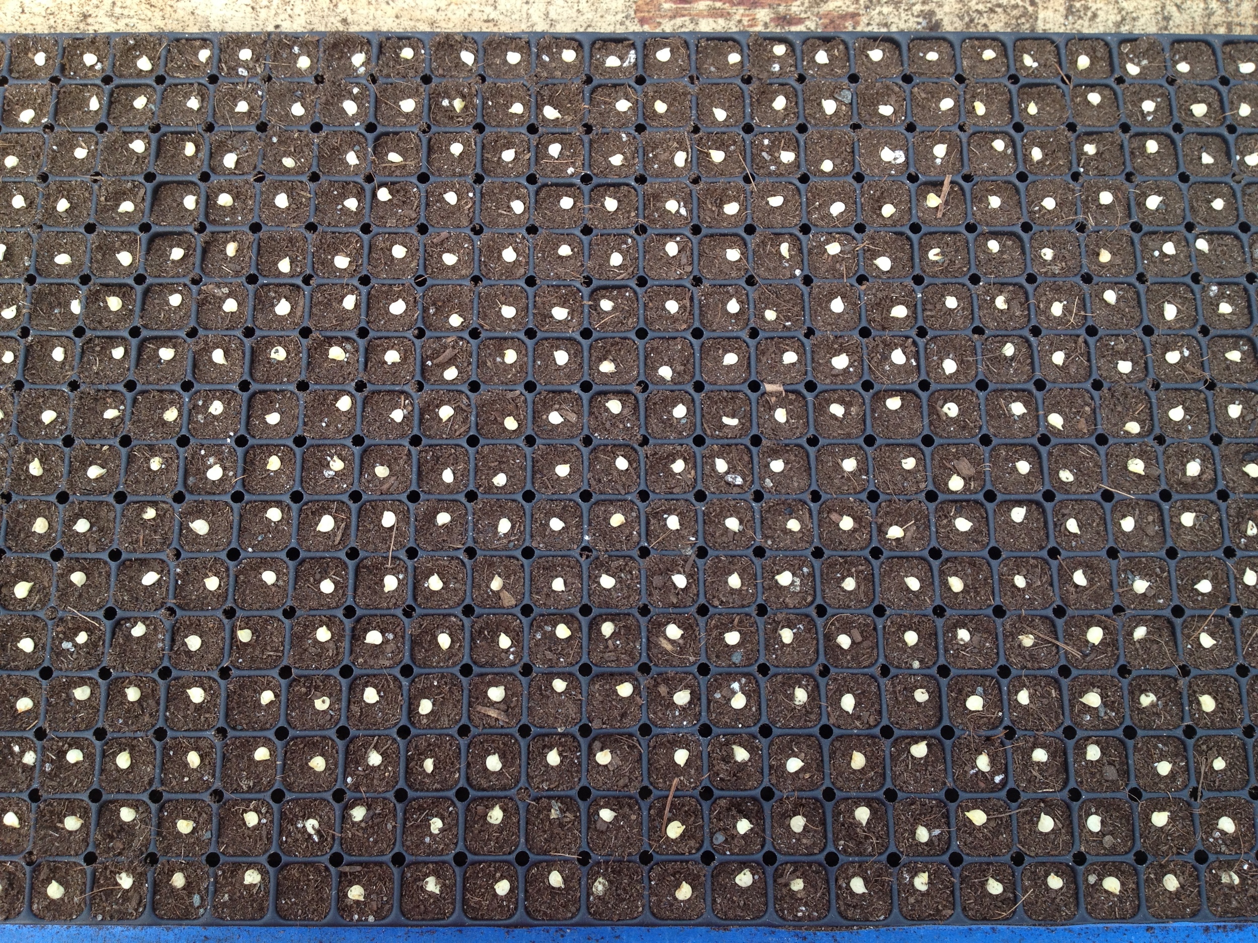 Sweet pepper seedlings get planted out in trays with 512 cells to boost germination rates.