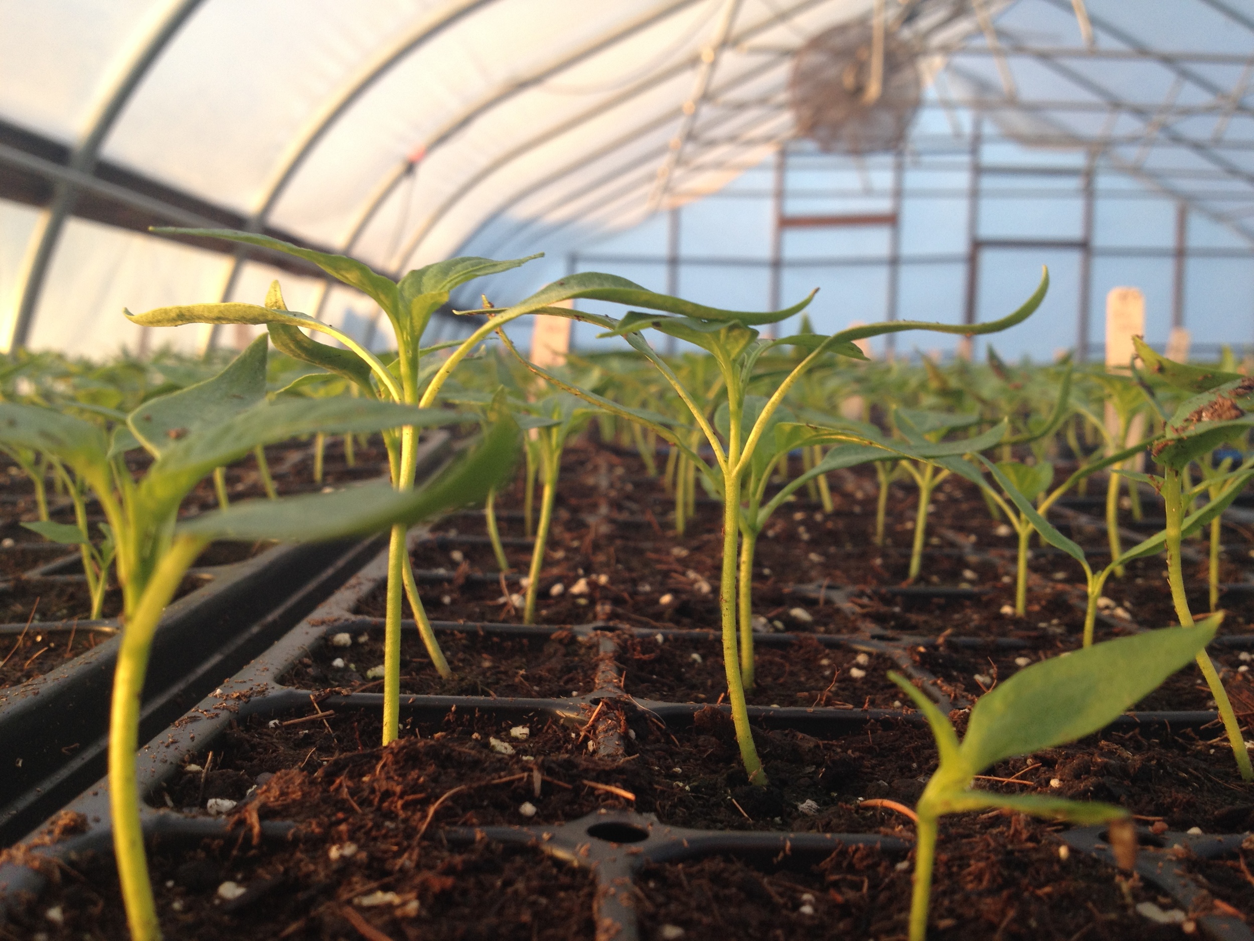 Hundreds of pepper plants mean summer's really truly on its way.