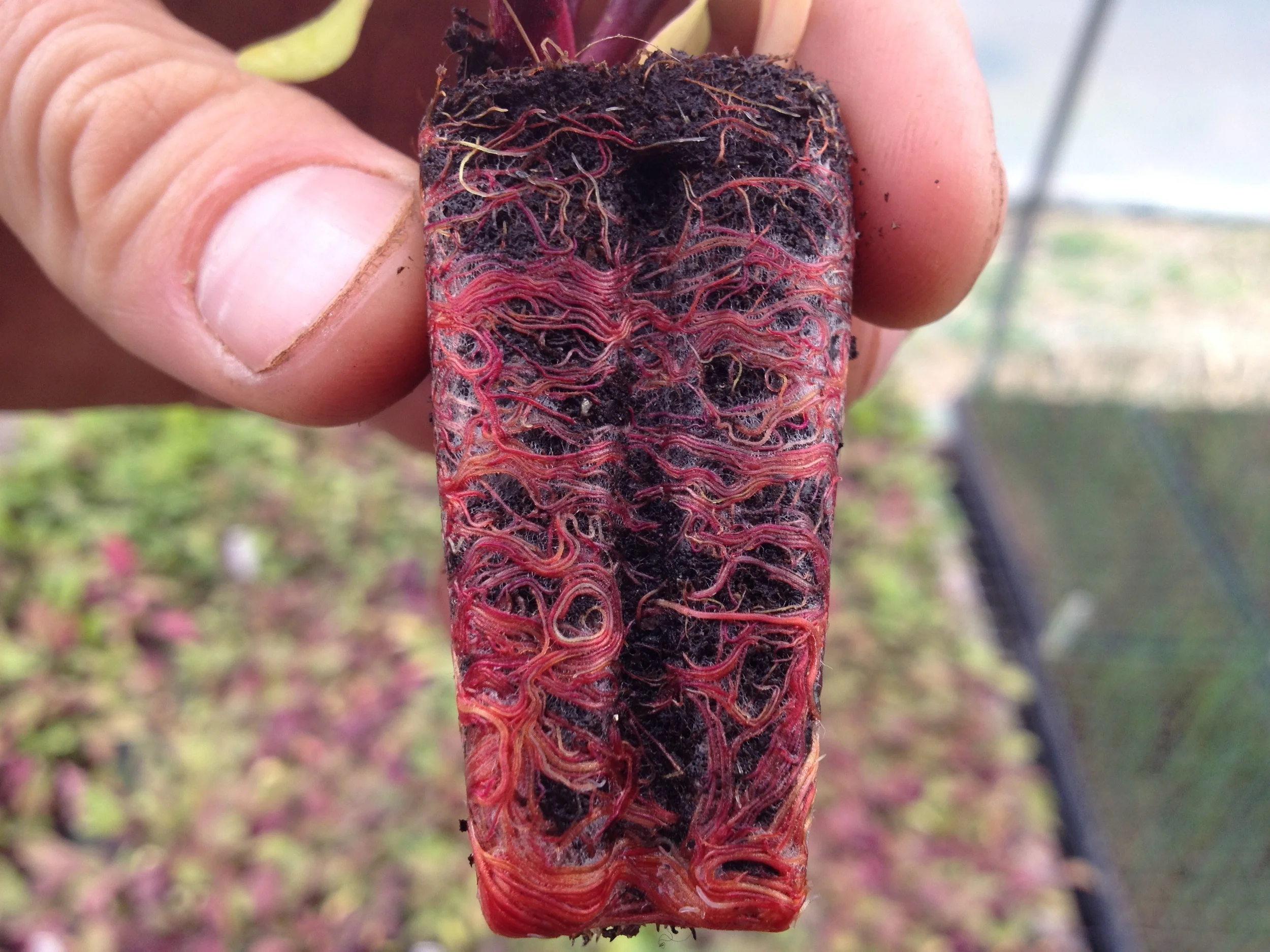 Examining a beet transplant for moisture level reveals something extraordinary.