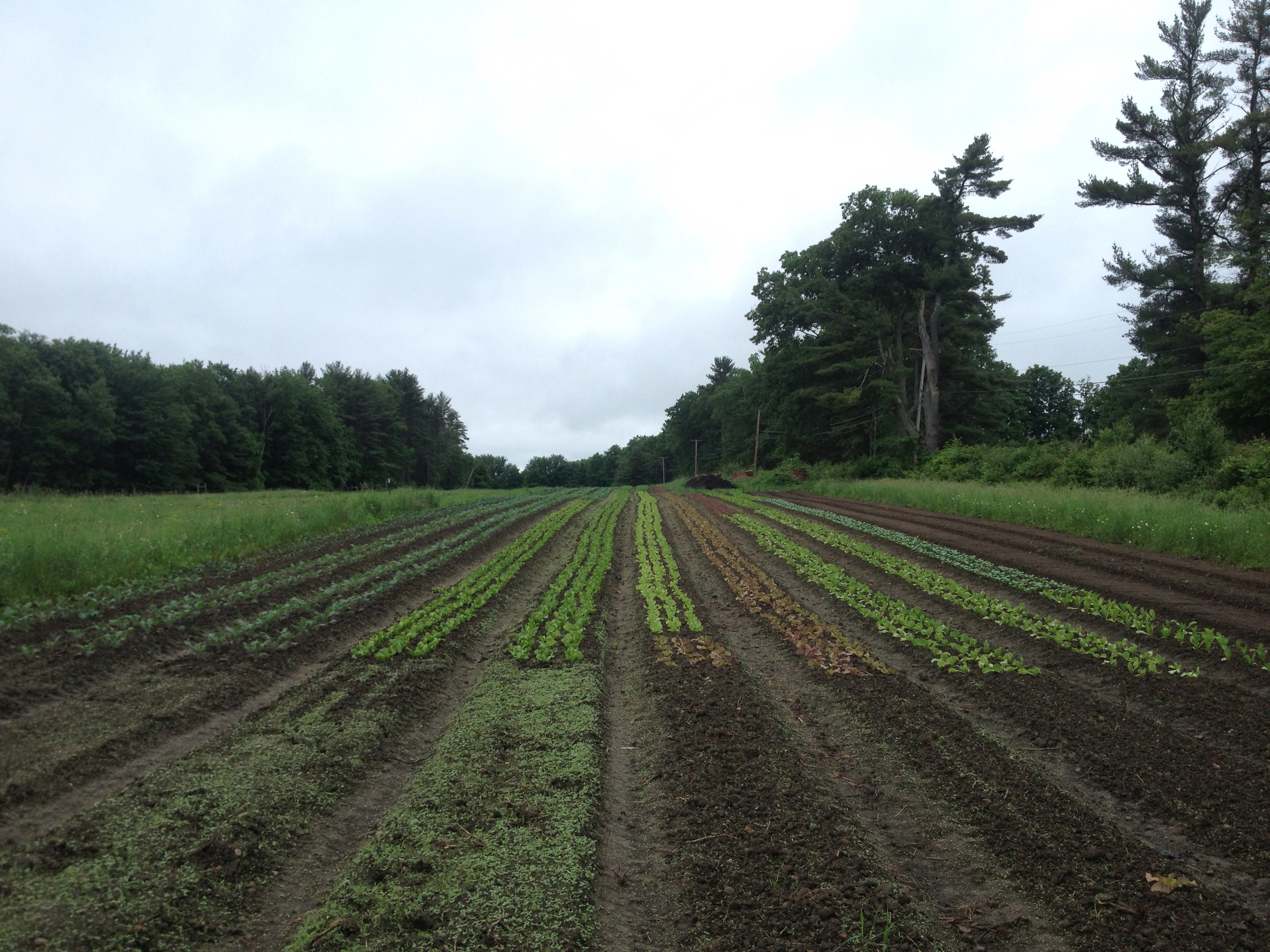 The lettuces, each one hand-transplanted, make this field particularly beautiful.