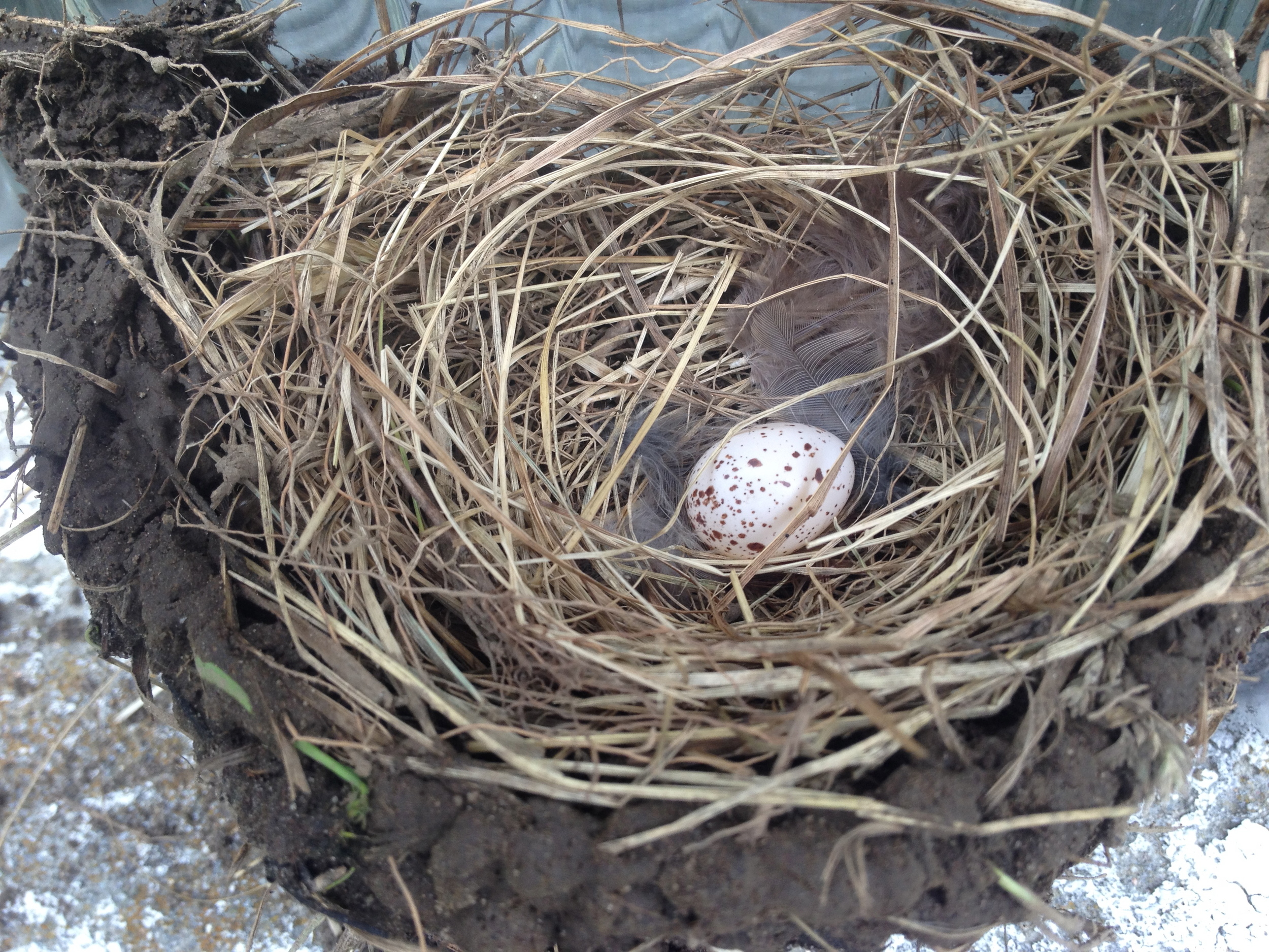 The nest of a barn swallow that we removed from our veggie wash-up area, only to find the mother building another one within hours.