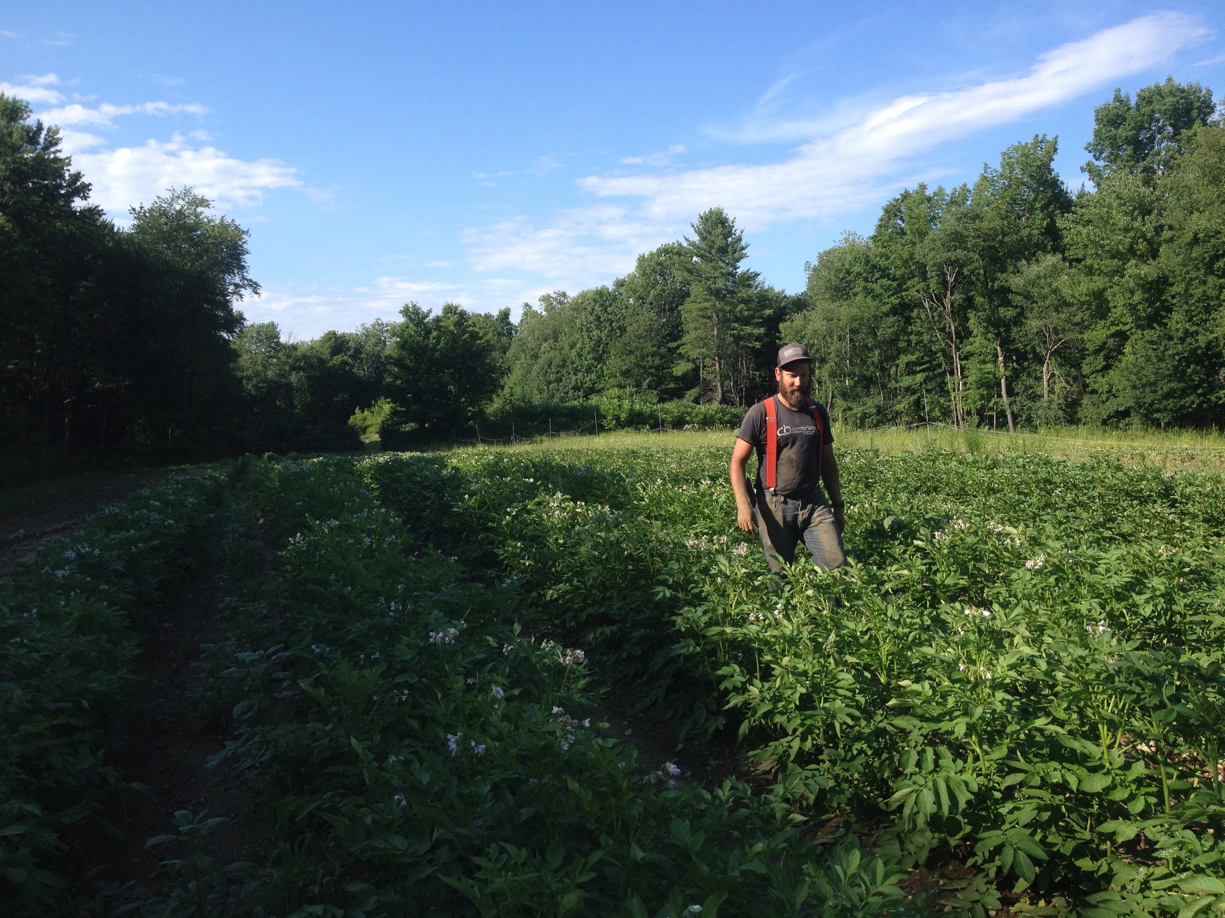 This potato field was just gorgeous, as healthy and happy as could be.