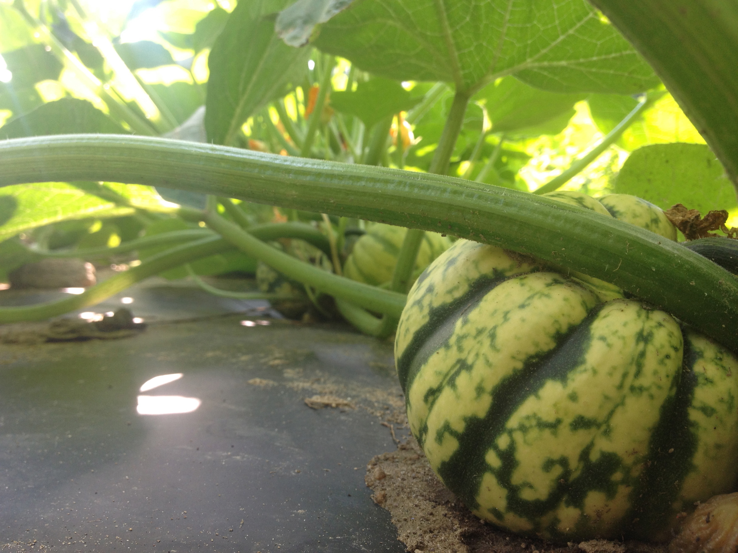 Here come the winter squash.