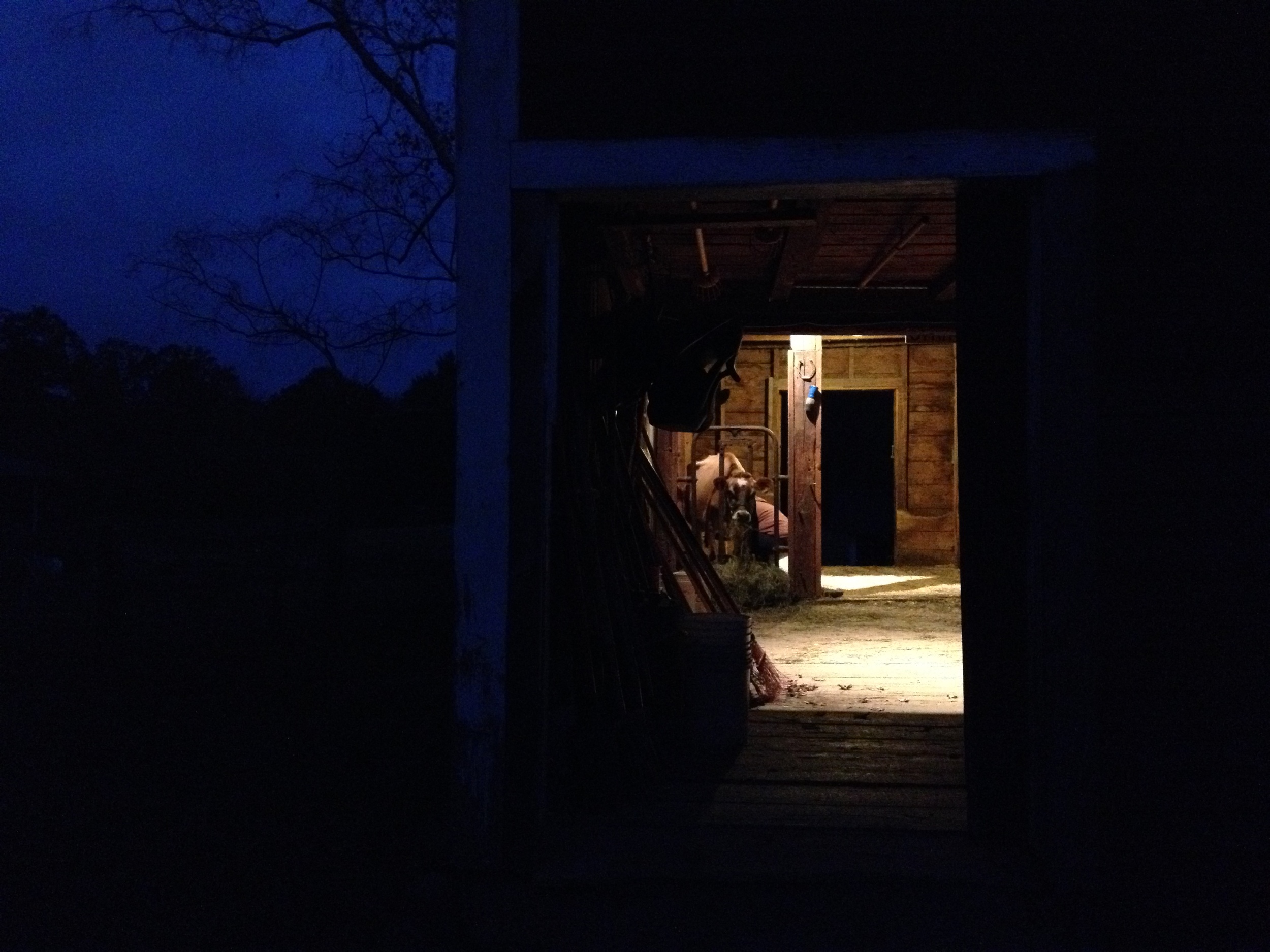 Goldie's pre-dawn milking.