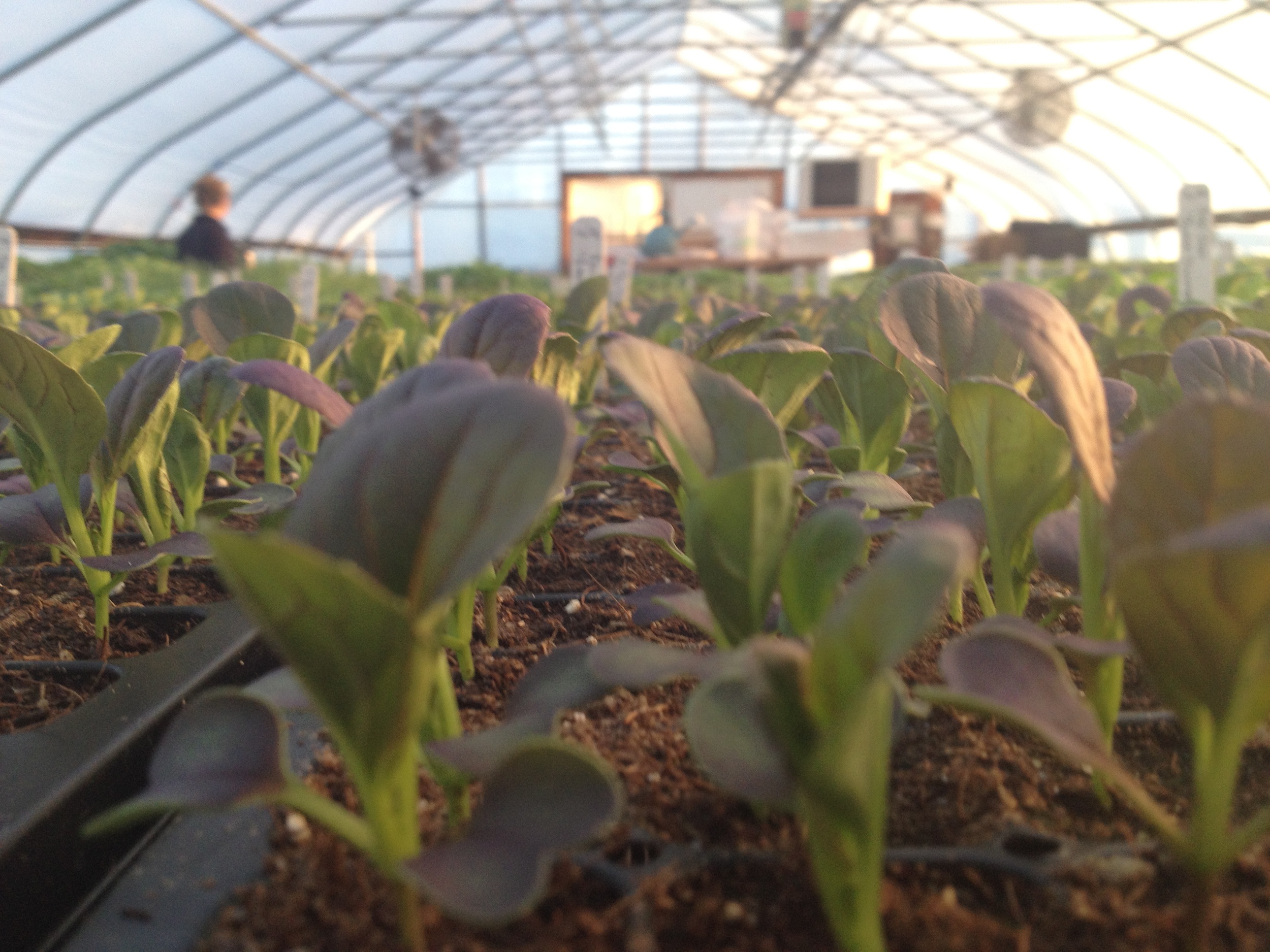 Brassica seedlings soaking up the rays.