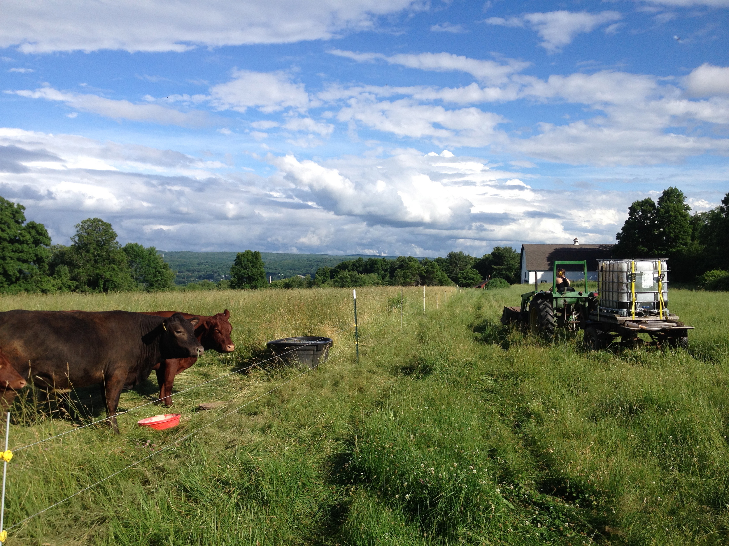 Cow chore is always the best.