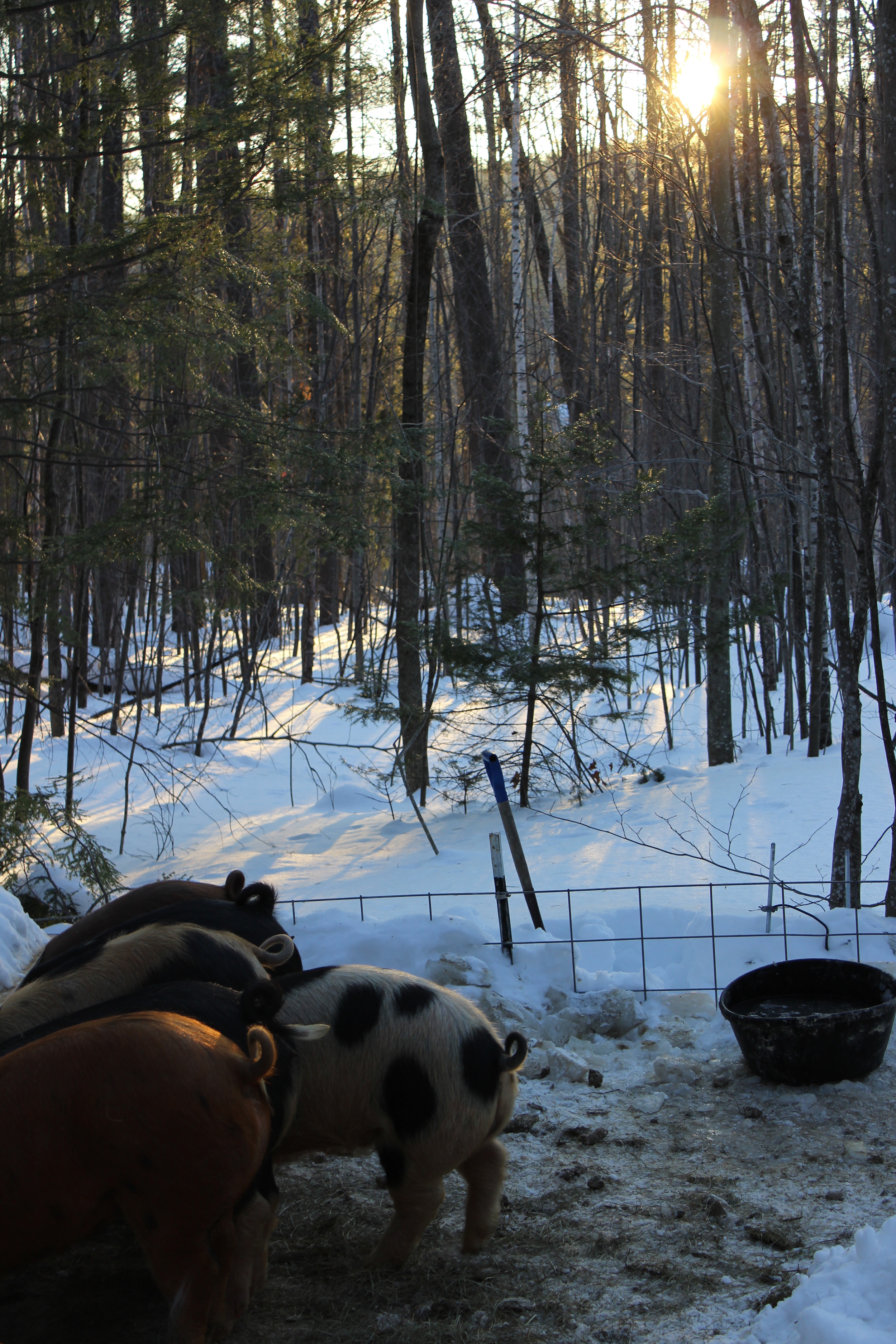 The Farm on Cragged Mountain's hogs, partying in the woods.