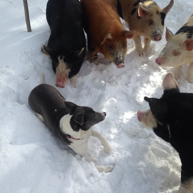 Crucial to the farm life are companions of many kinds.
