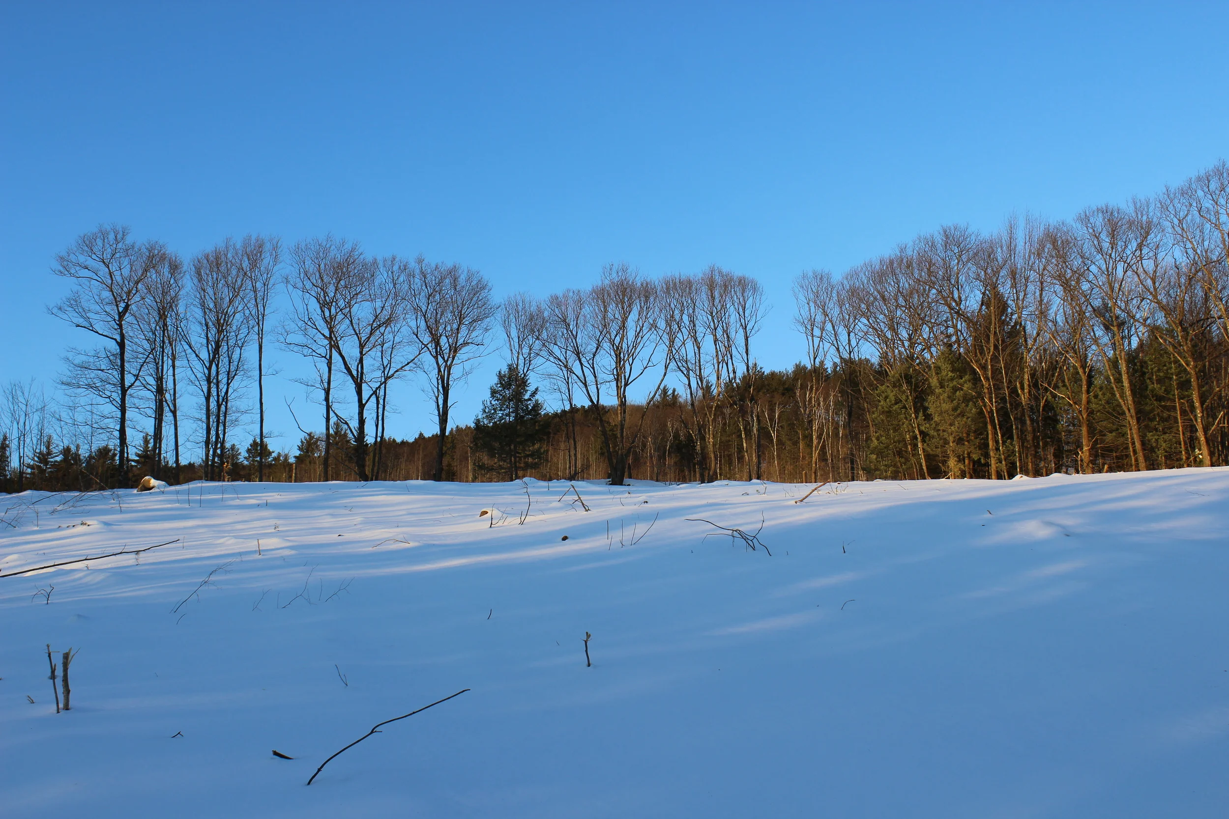 The Red and White Pines planted by Nick's grandfather in the 1920s have been cleared to make room for pasture- and crop-land. 