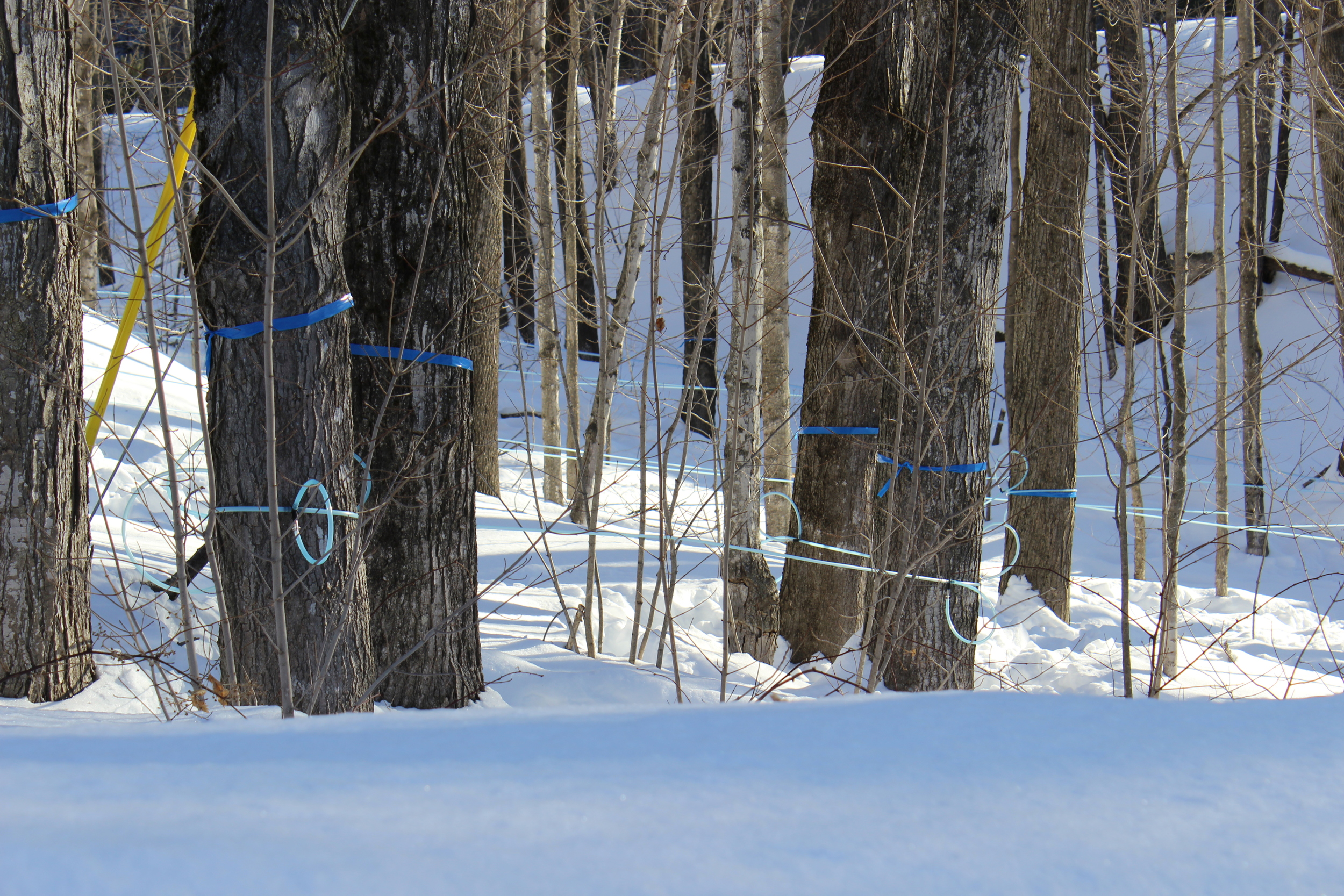Sap lines - tubes running from almost 400 tapped Sugar Maples down through the woods to a central collection point - ready for the first thaws of spring.