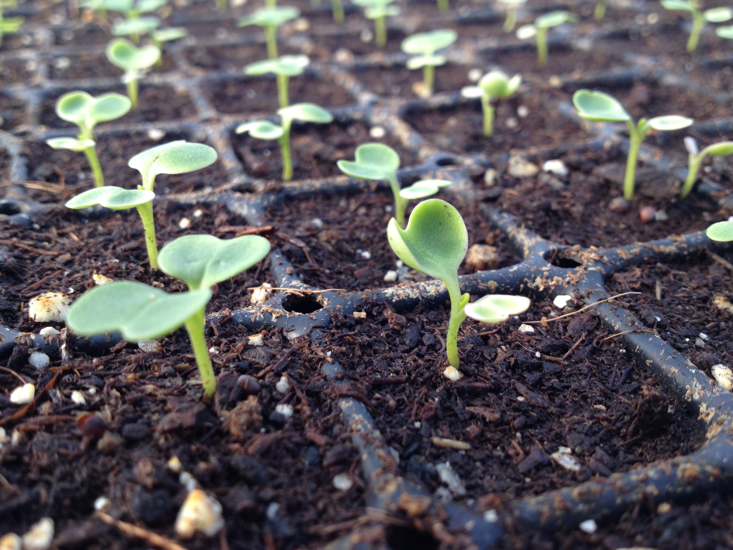 Brassica seedlings get their start while it's still quite cold outside.
