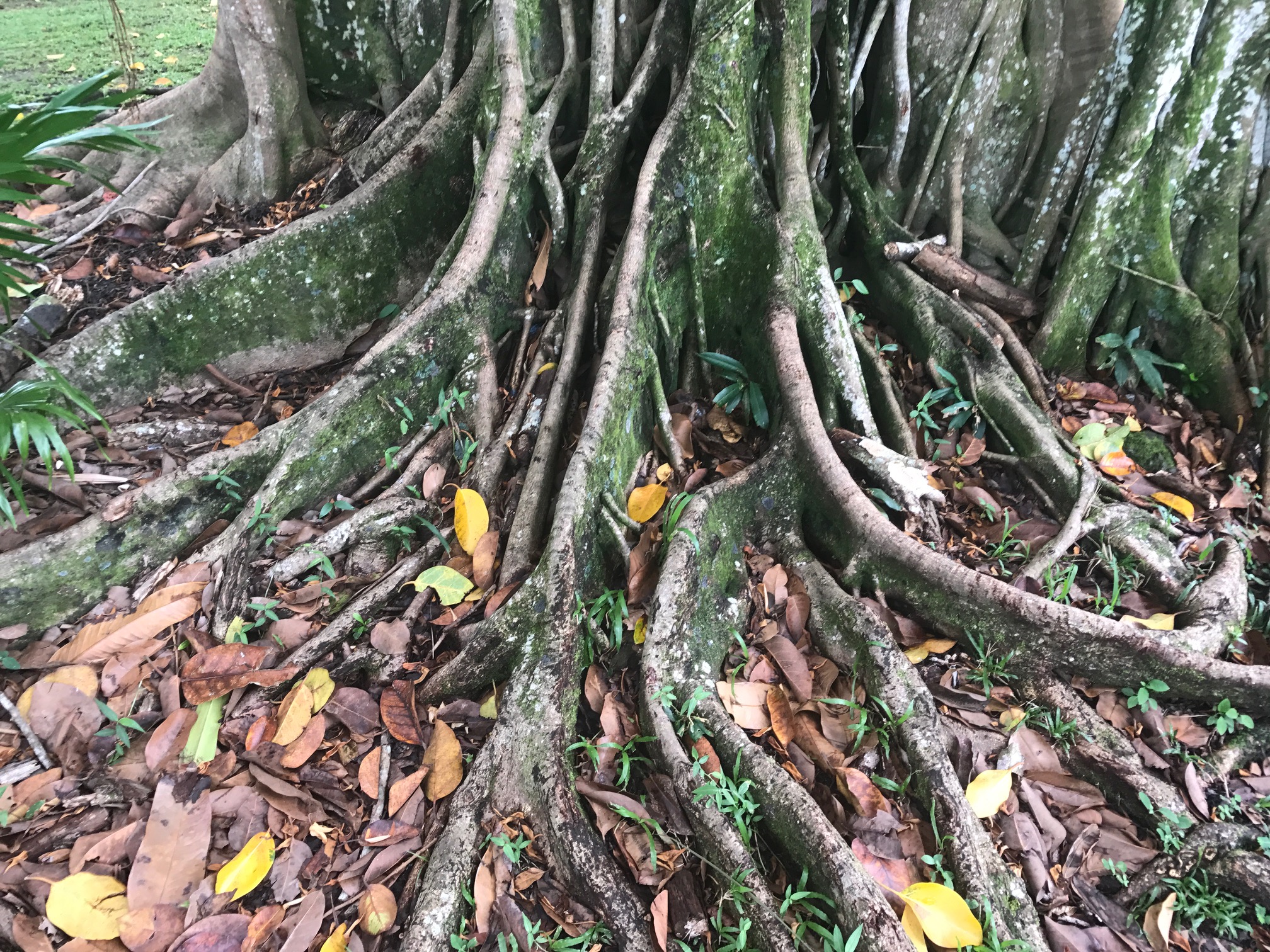 Extensive roots.