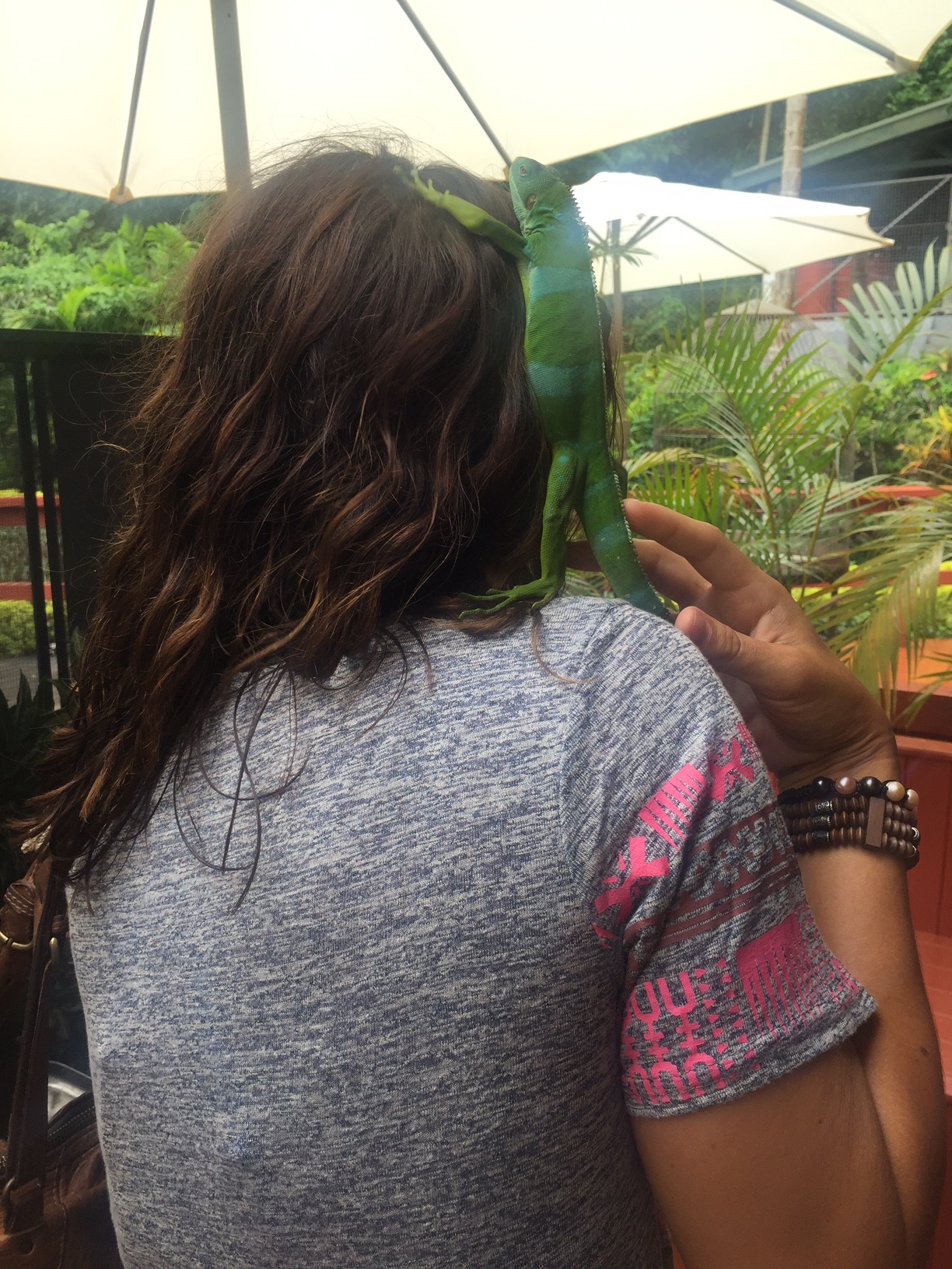 And then there was Kevin, the lizard... who decided that my head had the best view of all. 