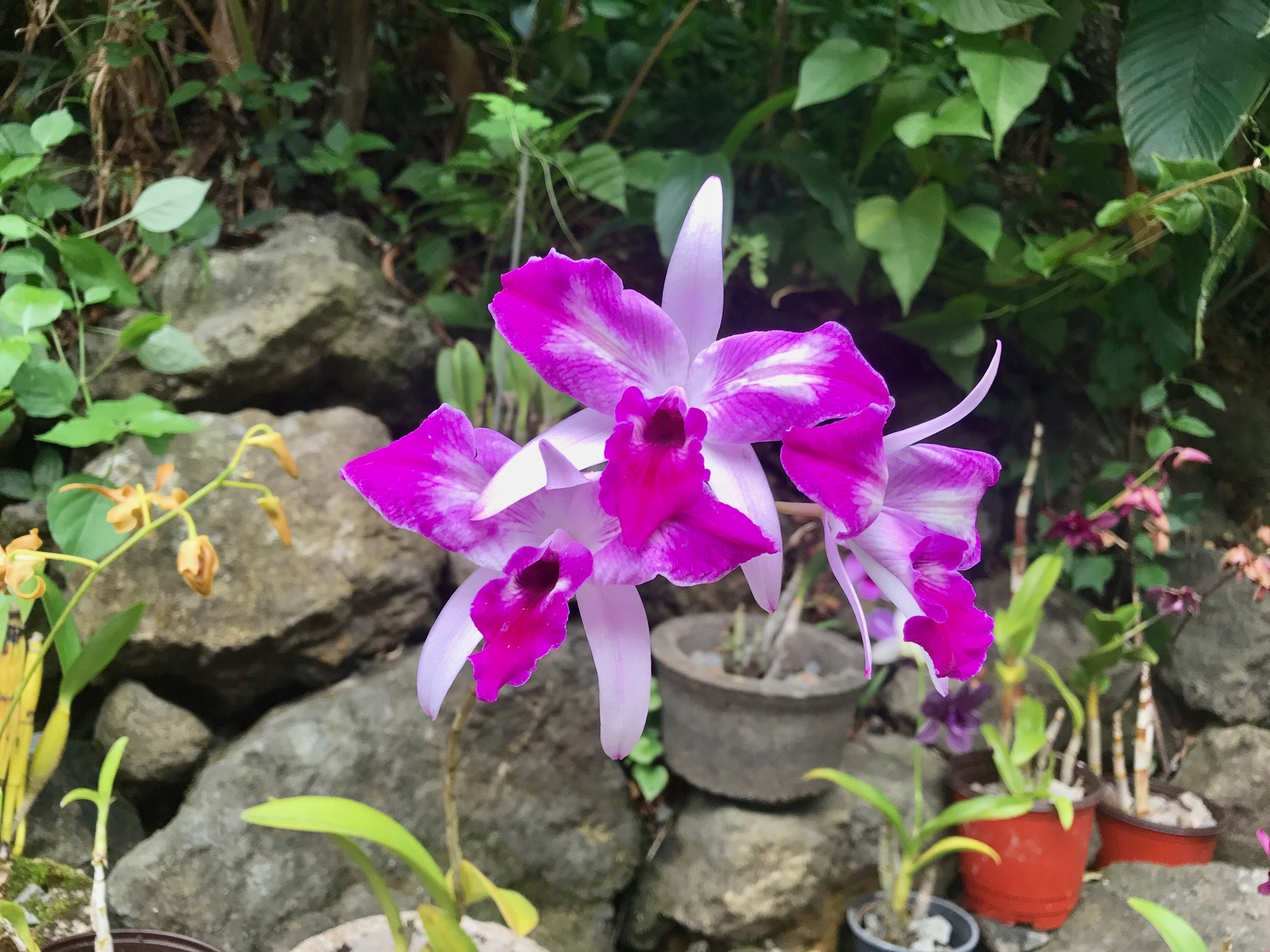 Orchid garden. 