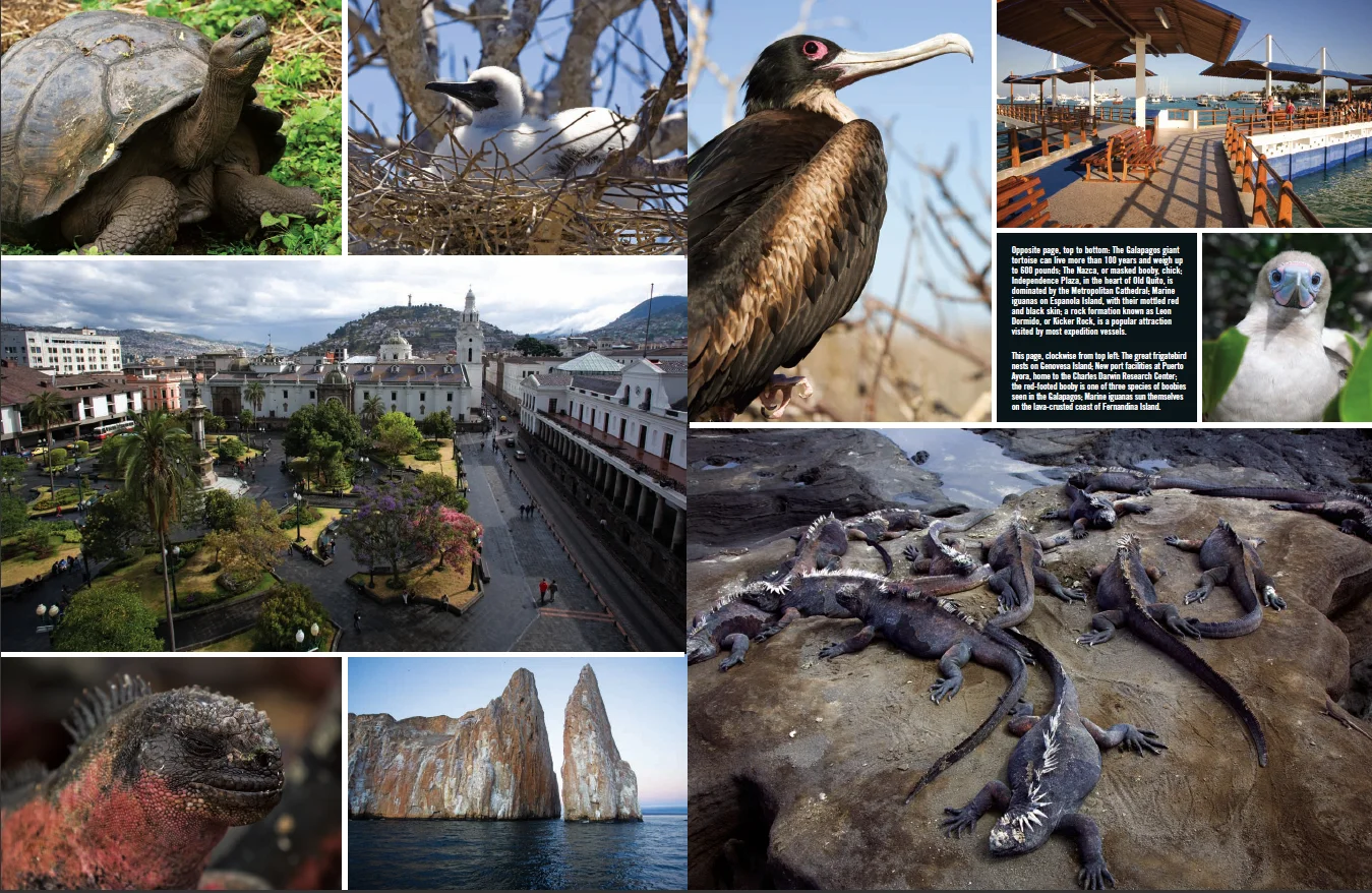 Creature Comforts in The Galapagos