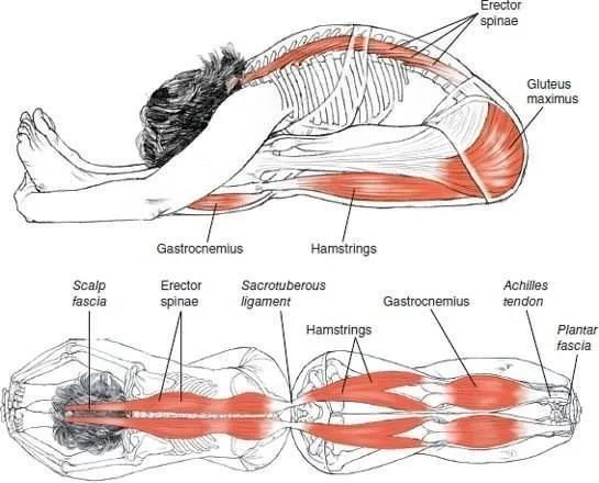 Erector Spinae Stretch