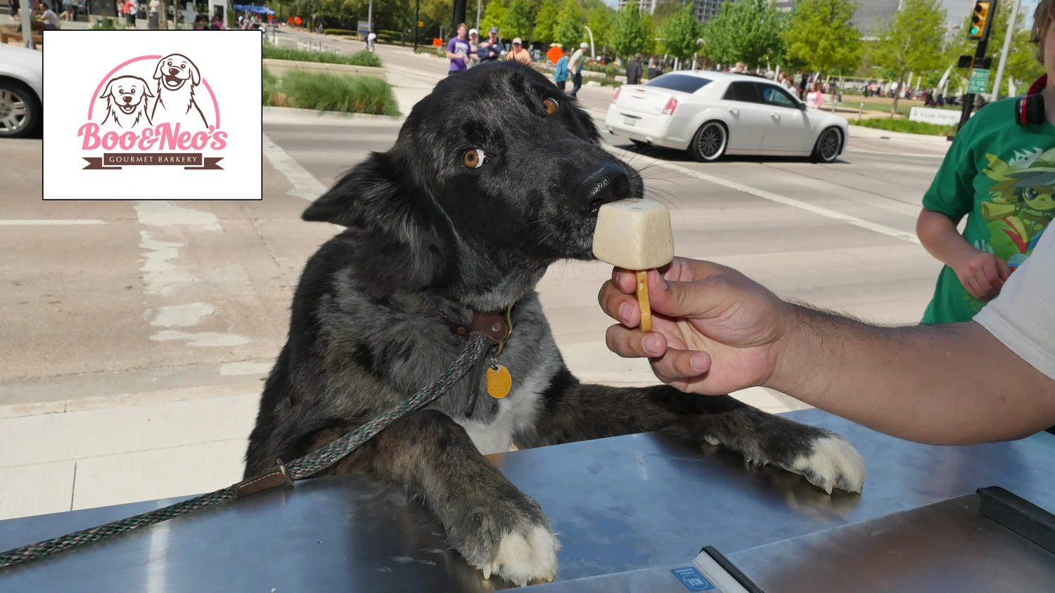 Animal Photography by Bamboo Grove Creative - Dallas Based Photography
