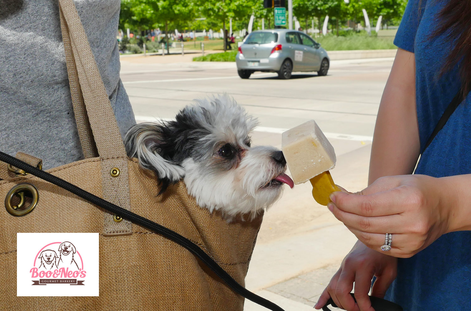 Animal Photography by Bamboo Grove Creative - Dallas Based Photography