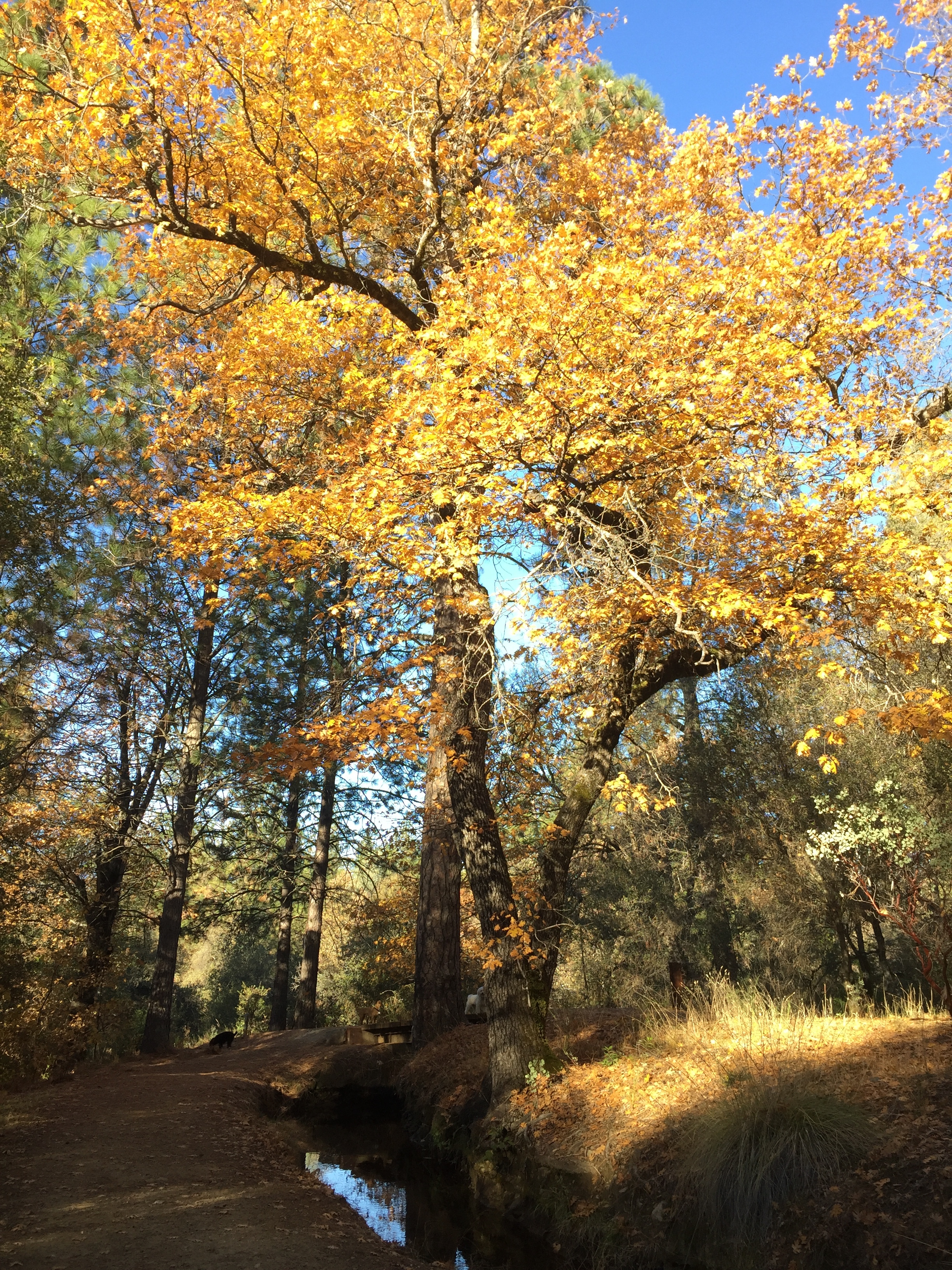  nid ditch - nevada city