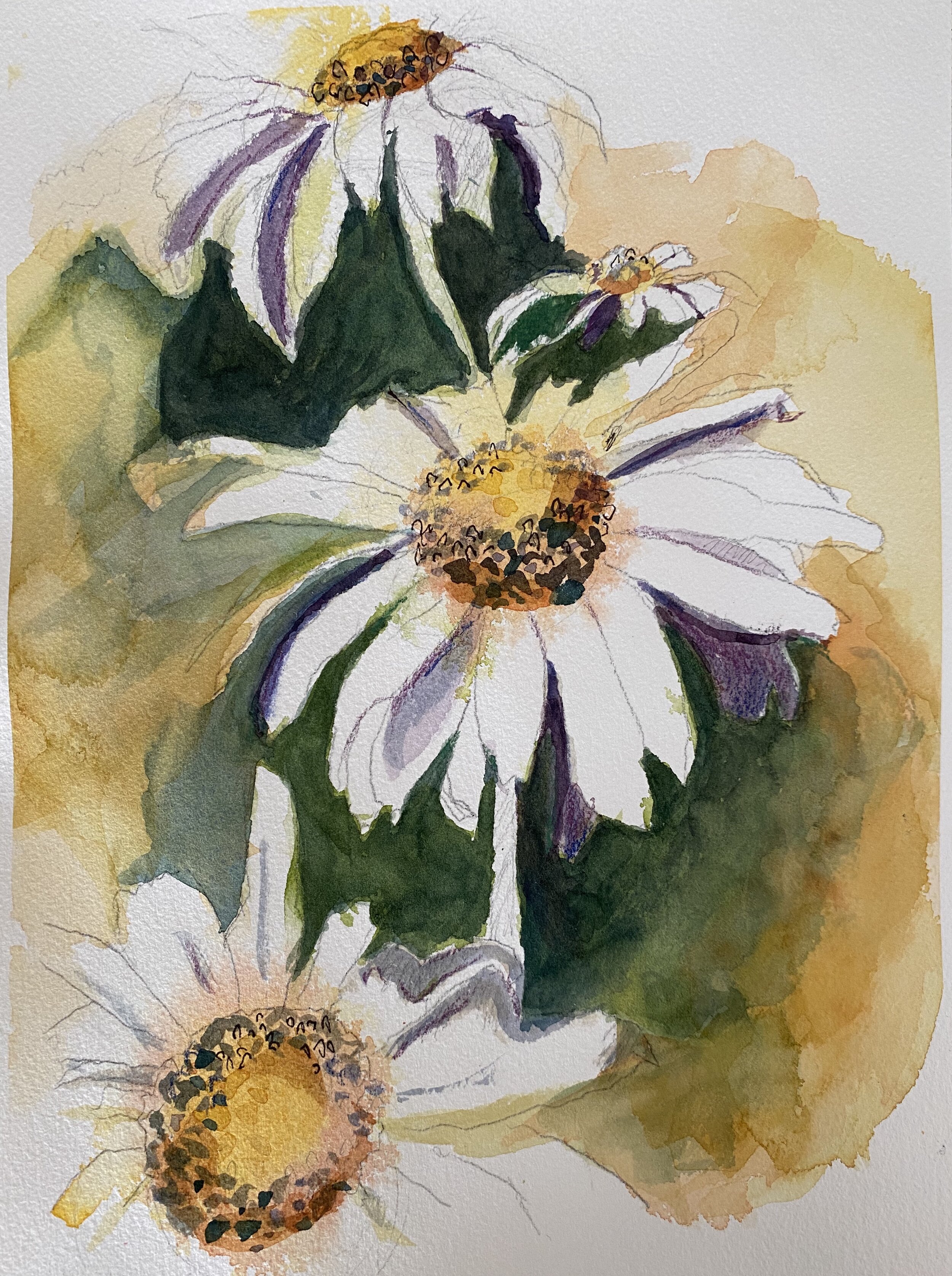 "Daisys", 9 x 12”, watercolor, $125