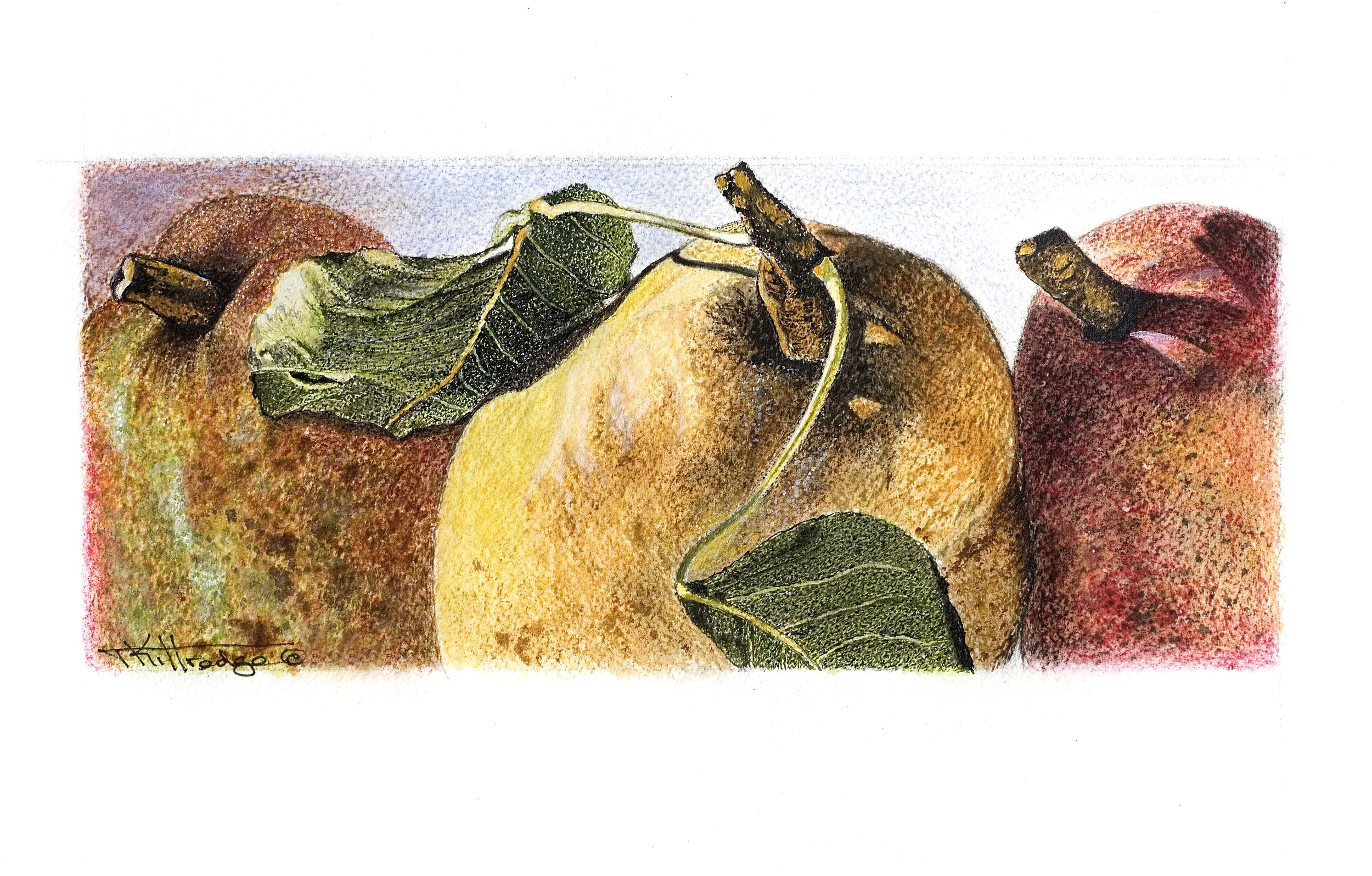 FruitPears.jpg
