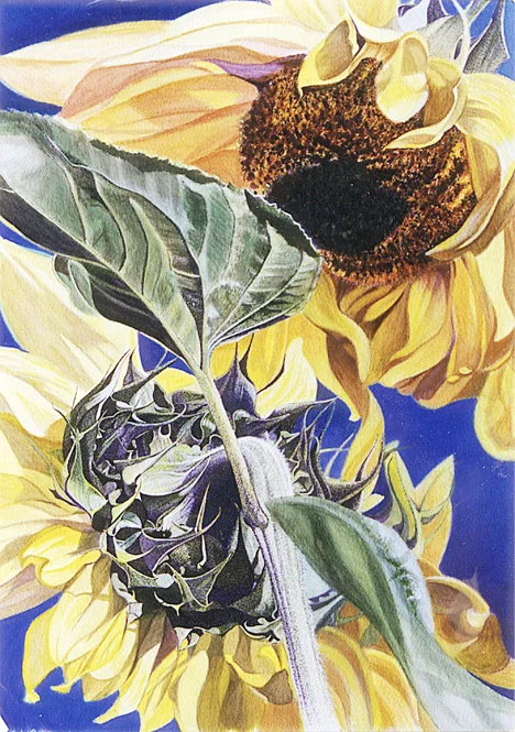 sunflowers.jpg