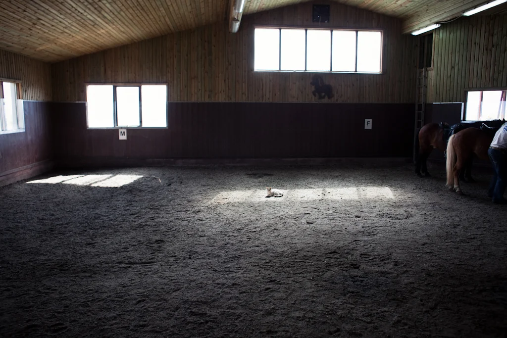 Barn Cat // Búðir, Iceland