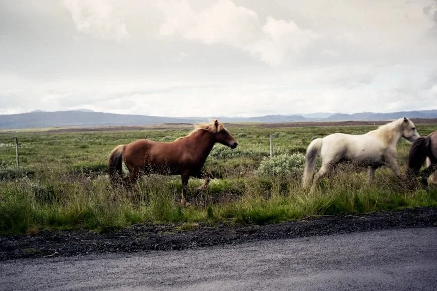 Icelandic Horses (Copy)