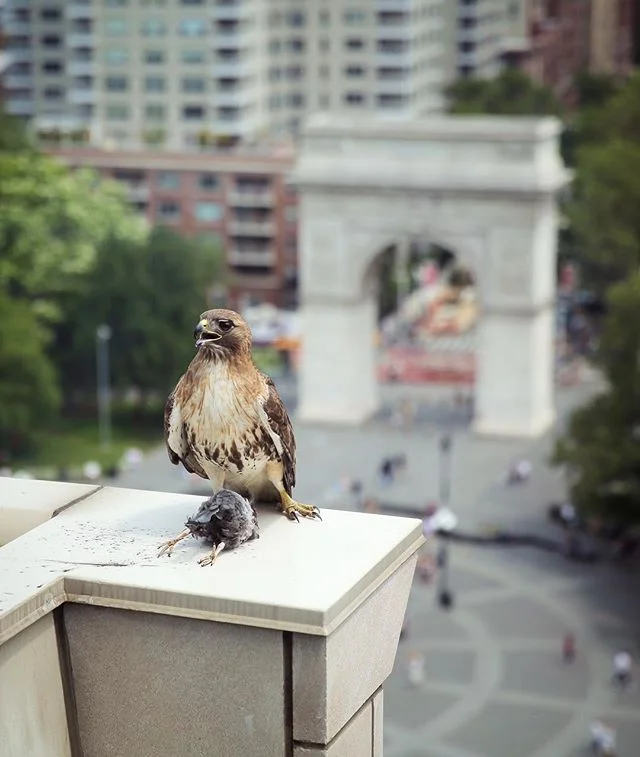 Hope you had a nice breakfast ๐ฆ๐#eatlocal .
.
.
.
.
.
.
#nature #nyc #savage #circleoflife #urbanwildlife #hawk #wildlife #photography #washingtonsquarepark