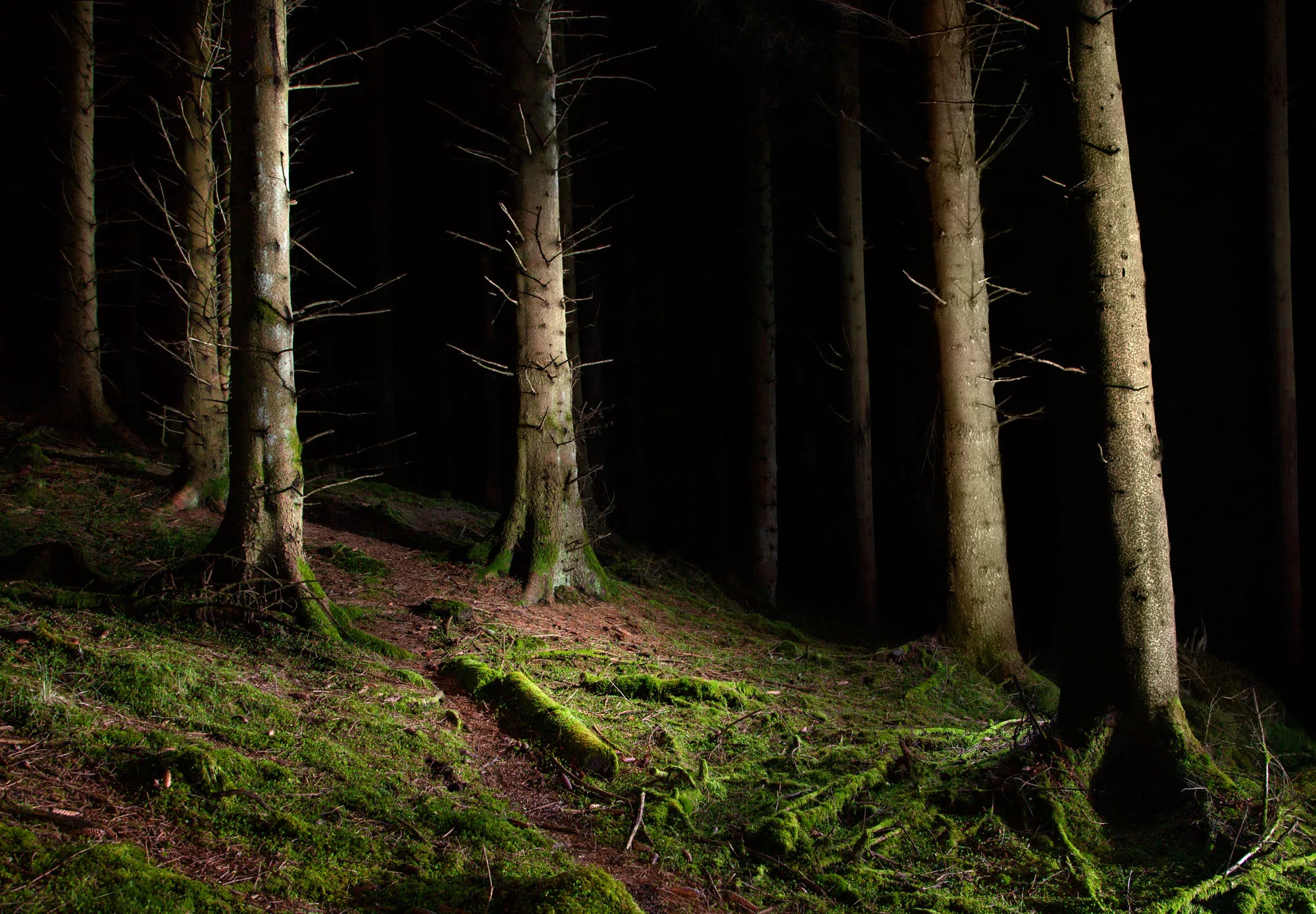 ForestA.jpg