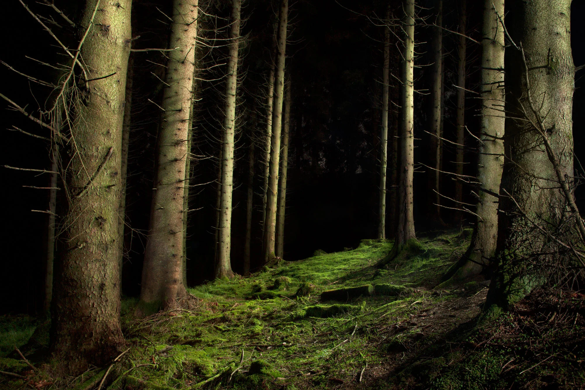 ForestB.jpg