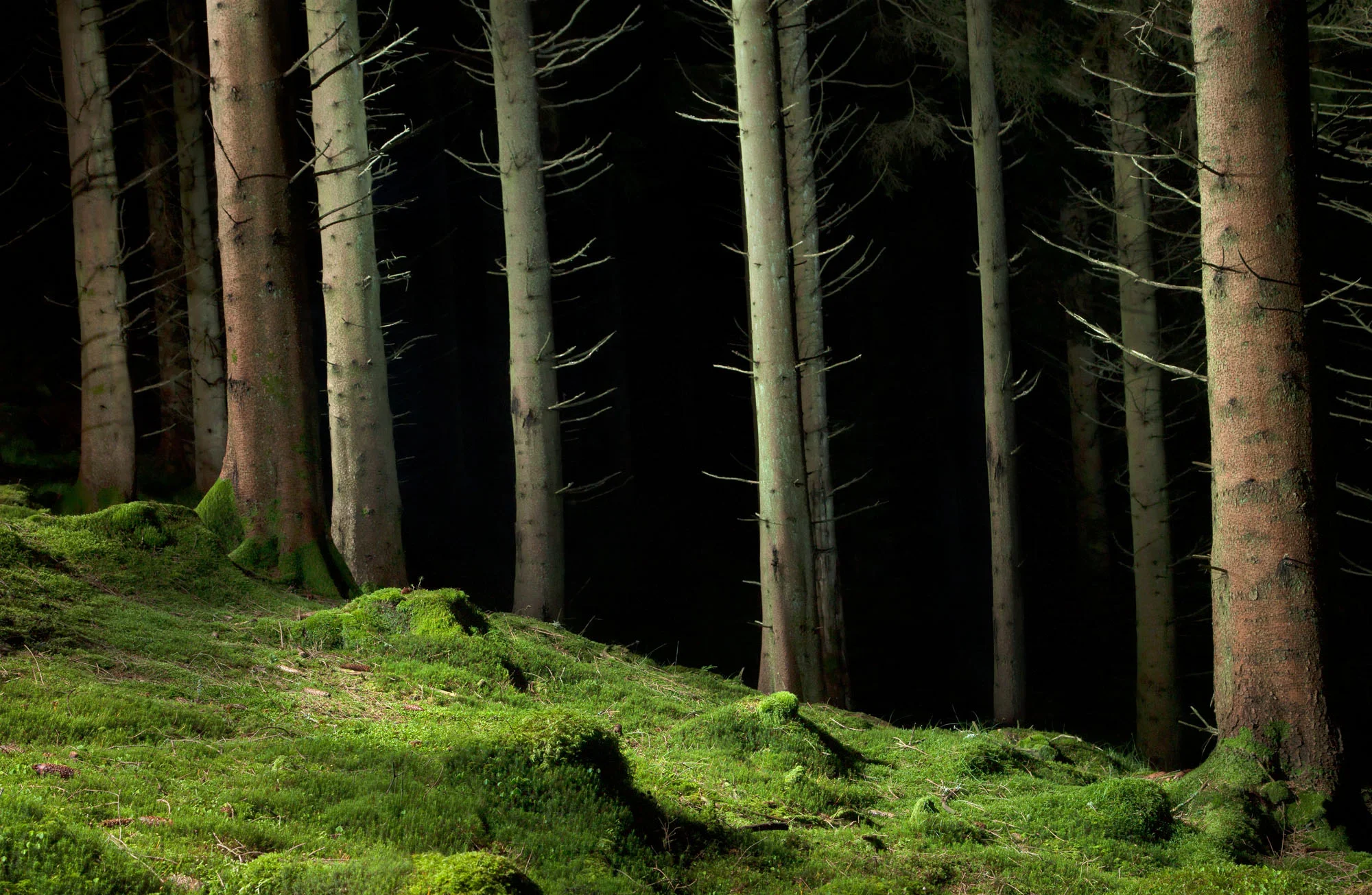 ForestC.jpg