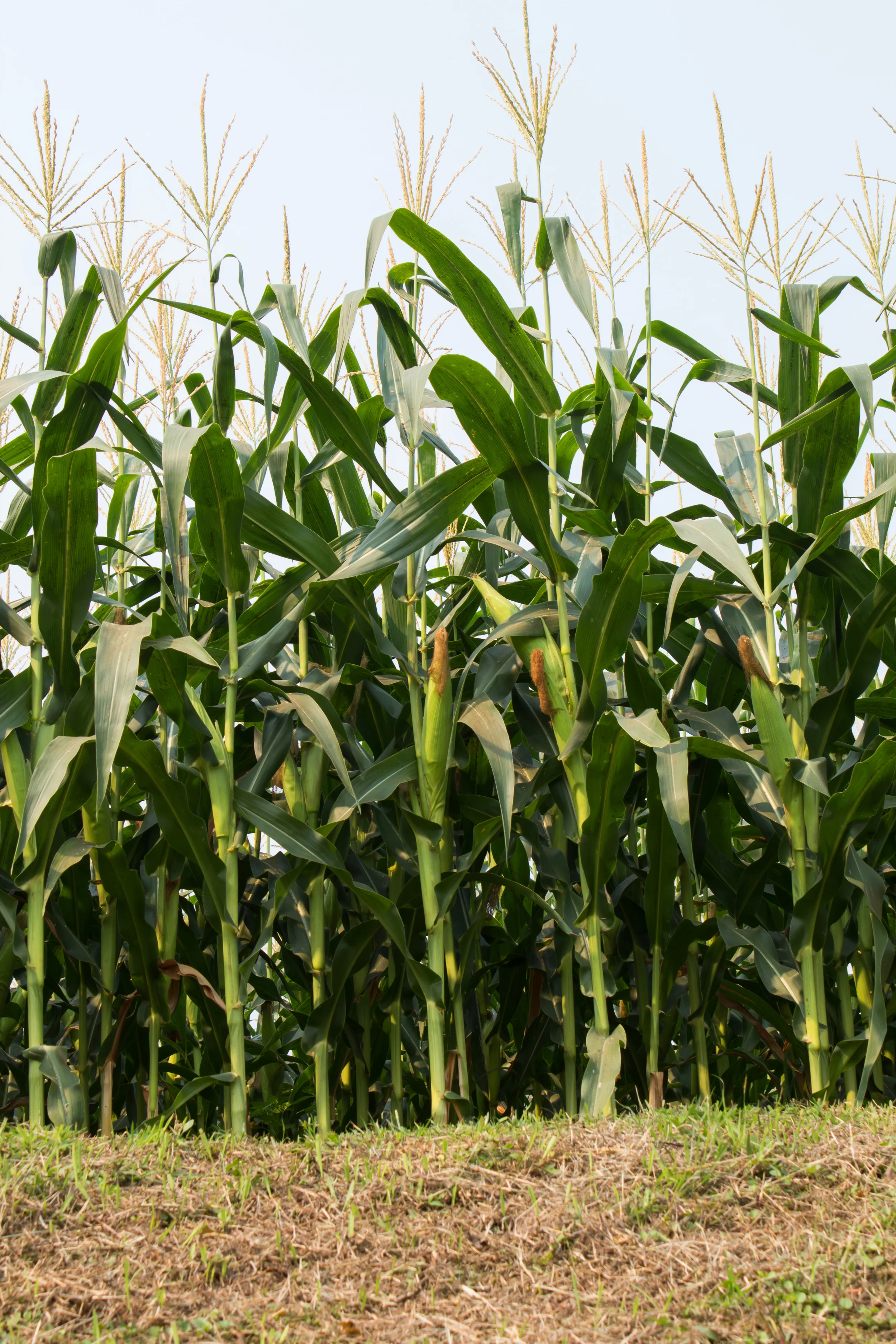 cornfield.jpg