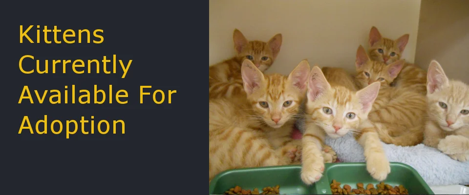 Kittens_Main.jpg
