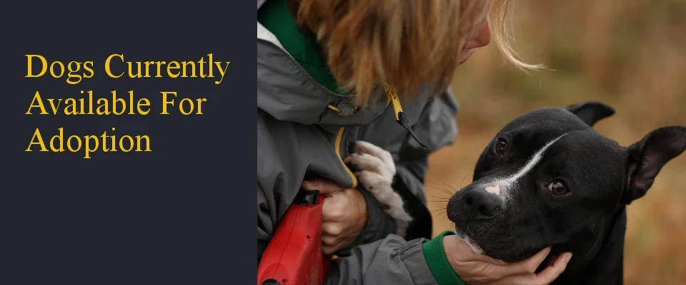 Dogs_Adoption.jpg