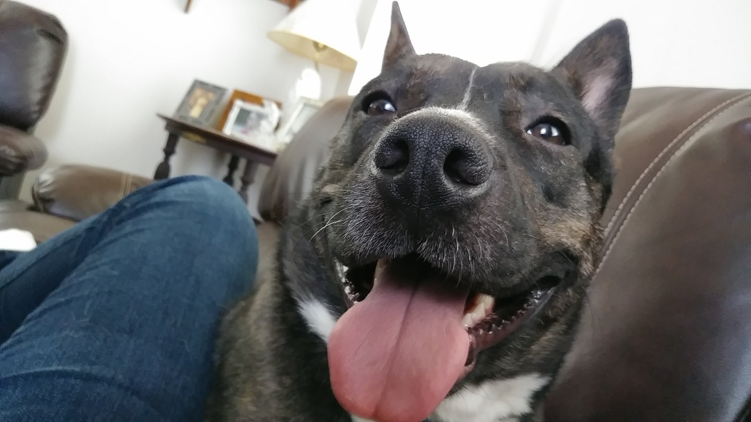 Hello!, we adopted our newest member of the family, Selma on March 17, 2018. We wanted to update you guys on how Selma's been doing in her new home. Things Are going great! She loves her younger sister Silver, and has grown an attachment to Dad over the past couple months. She loves to run around and boogie especially in the snow, so we're going surprise her with her own back yard soon. She loves to sleep on her little perch on top of the stairs and loves to hang out on the coach. She LOVES her new home and we're glad she could give her one.