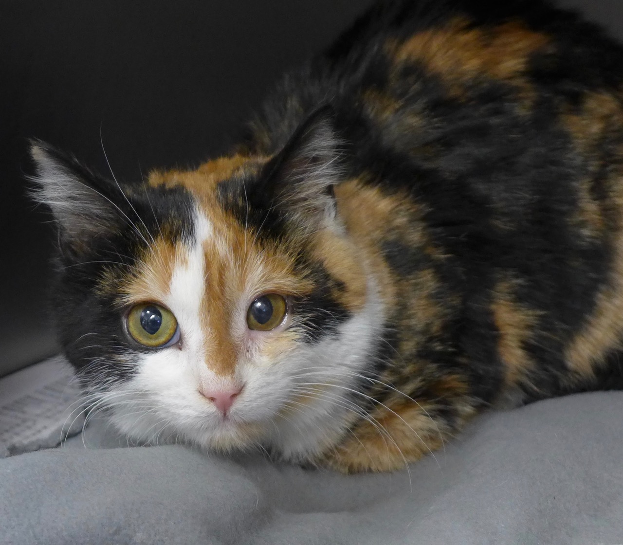 I was just emailing you guys to let you know how much we love wink. We adopted her a little bit over a week ago and she is so different than she was in the shelter! She is so outgoing and so playful, but she does love her nap time cuddles on the bed! She is awesome with the dogs as long as they don’t get too close and she is such a lovable kitten. She has even started to meow every once in a while. She also never stops purring. I just wanted to keep you guys updated on how well she’s doing and how grateful we are.