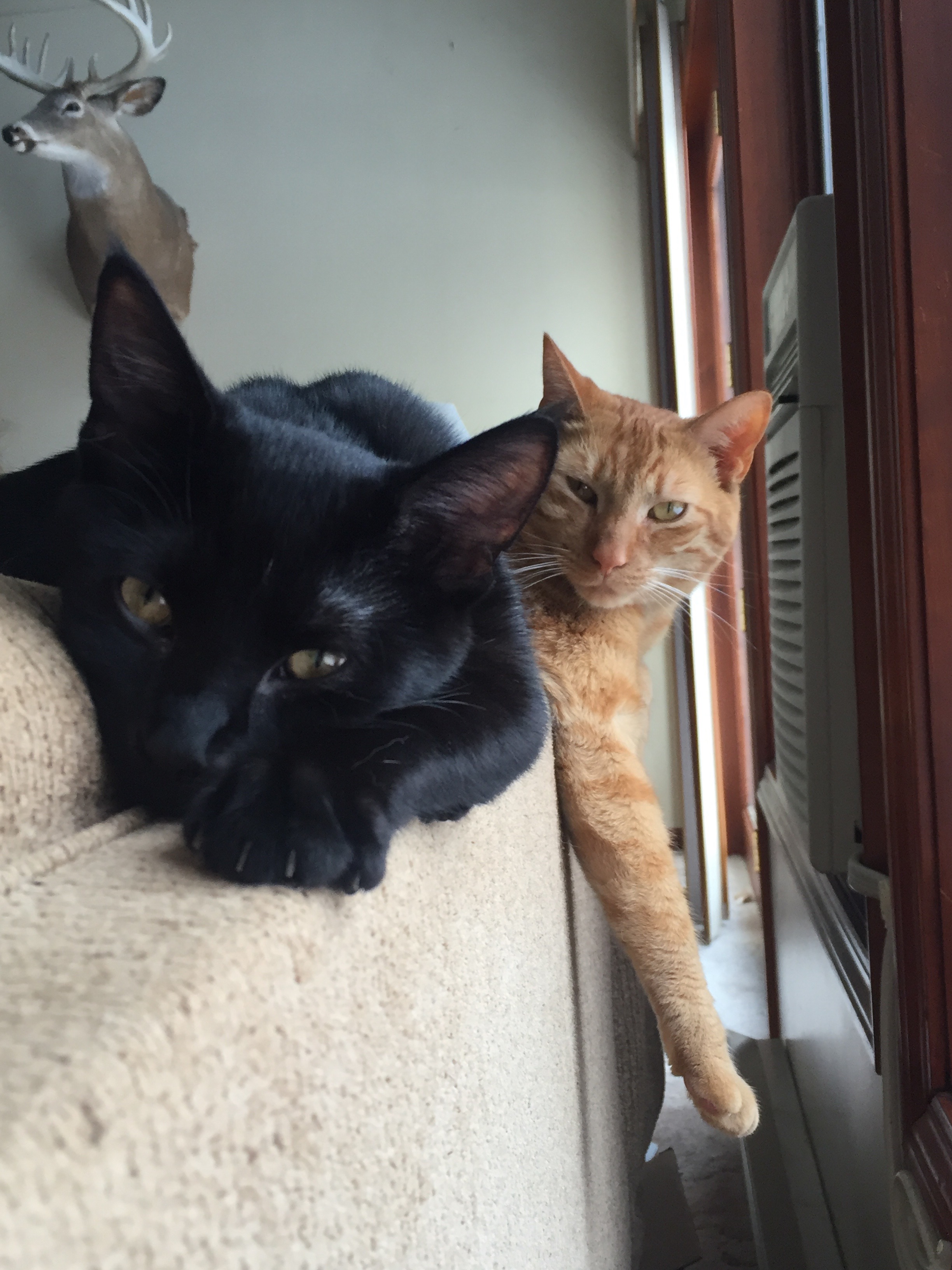 We wanted to update you on Skip (formerly Licorice, bob tail). He has adjusted so easily to our family. He's such a purr baby. He loves Chuck (orange and adopted from you a few years ago). Sarah