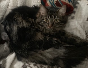 My second adopted kitty is Willow. I got her in September 2018 direct from the animal shelter. She is so very precious to us and she is our little girl. She’s a tiny little one, but good things come in small packages.