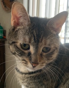 The first one was in September 2017 from Petco where the Animal Shelter has some of its kittens. I changed her name to Leah and she is the sweetest and is totally devoted to my husband.