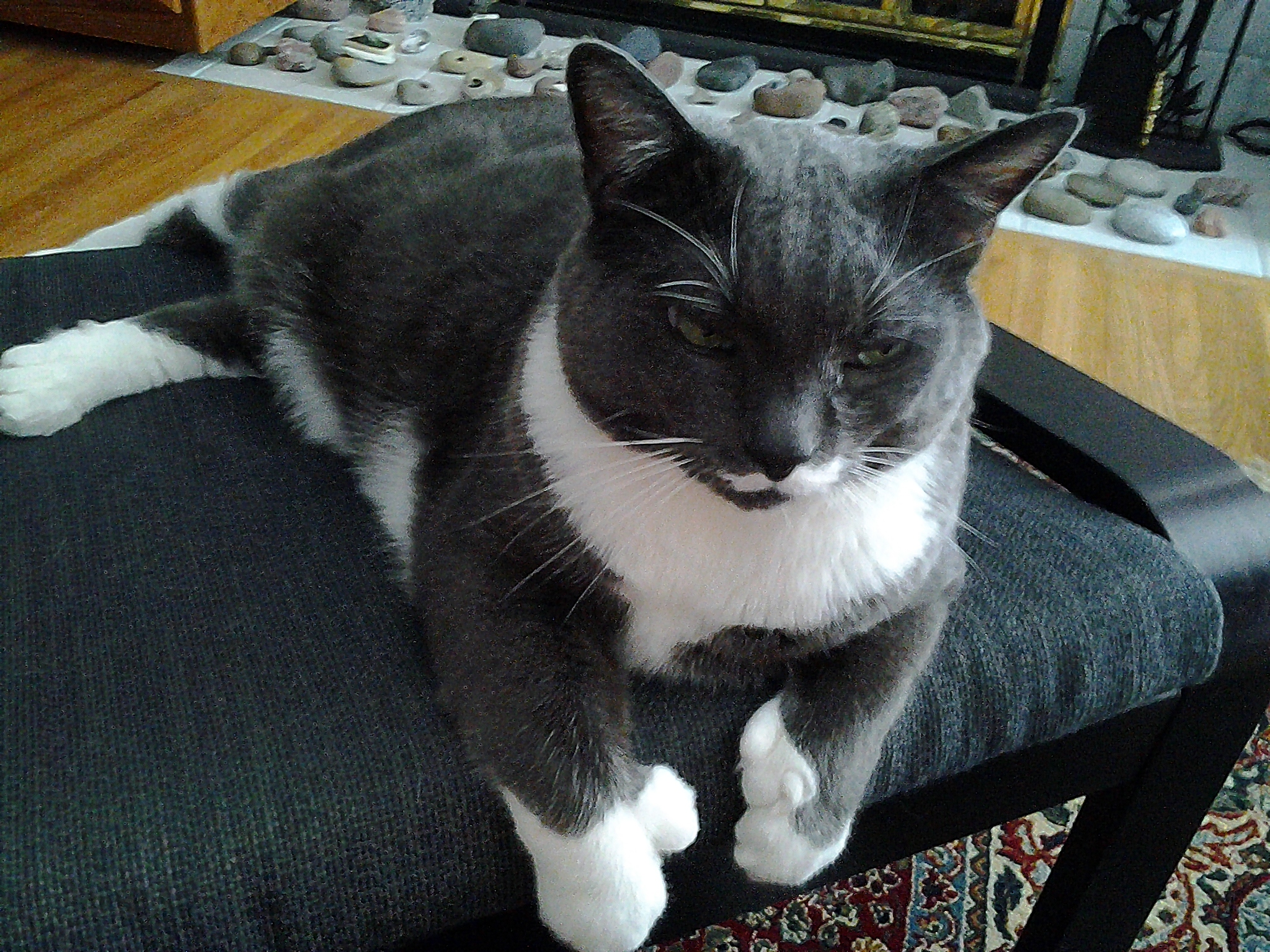 I'm wanting to let you know how well Newbee (aka Johnny) is doing. He is an exceptional cat! Thank you for your dedication and the love you give to the rescues. 