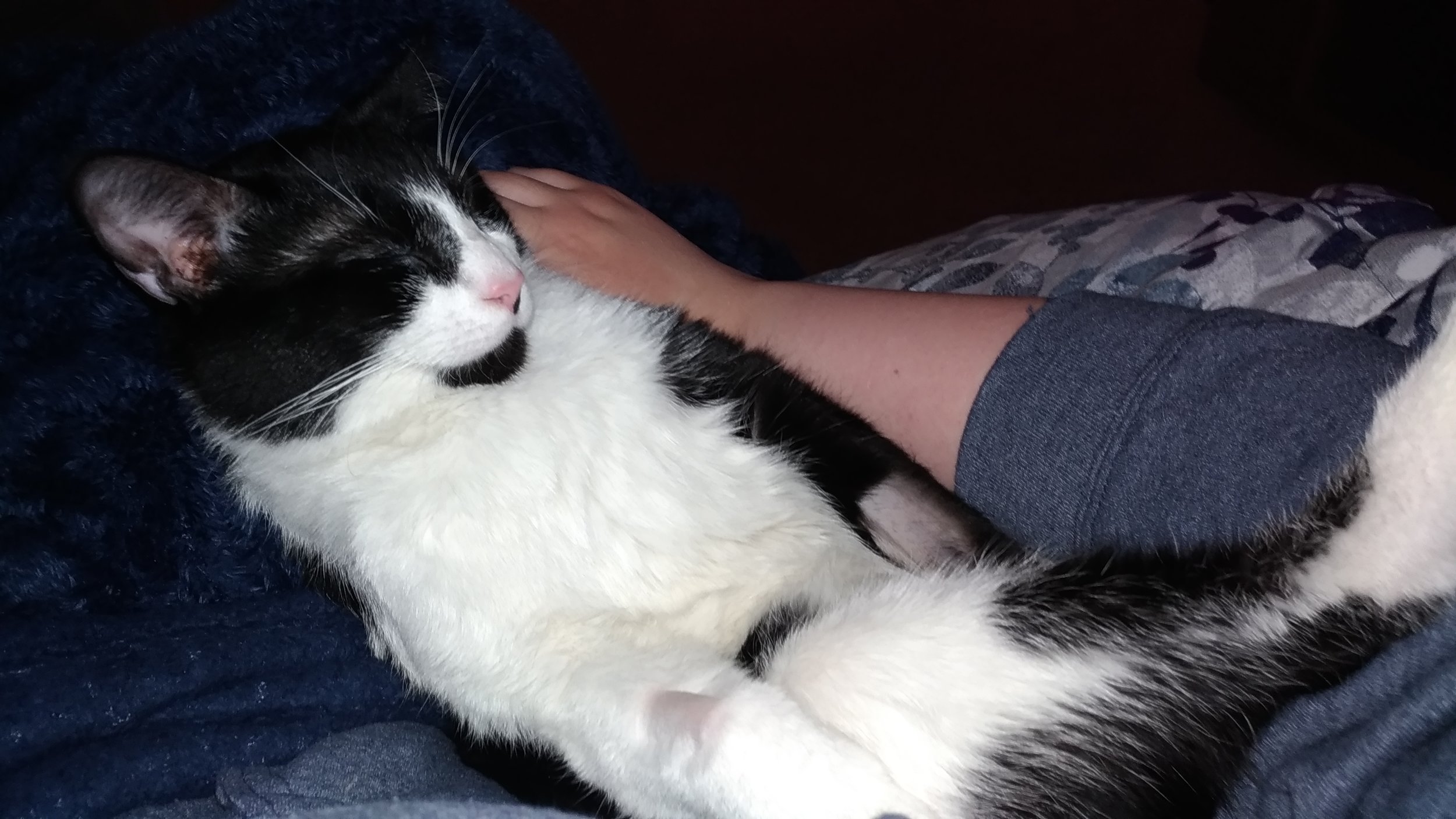 I just wanted to send an update. Whisper is doing really really well here. He has been so lovey and excited to be here!