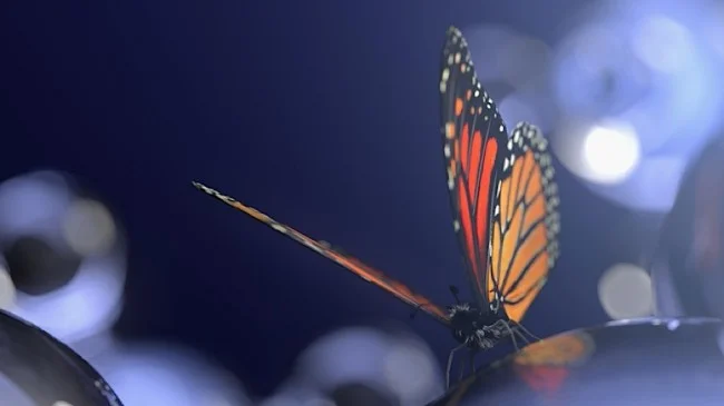 Hologram-butterflie1-650x365.jpg