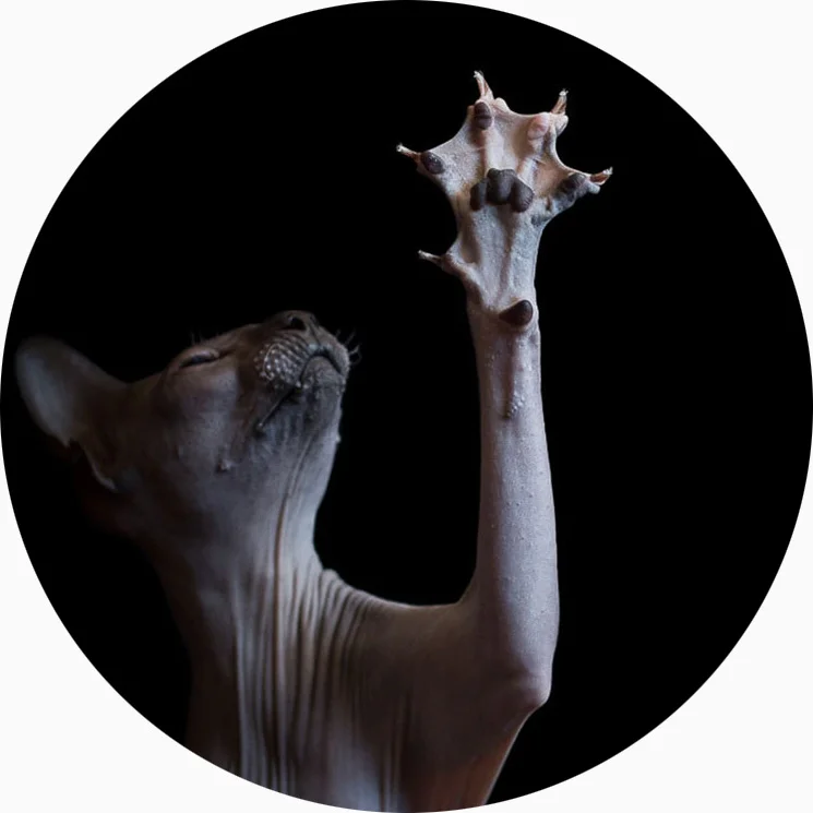 ANIMAL COLLECTION