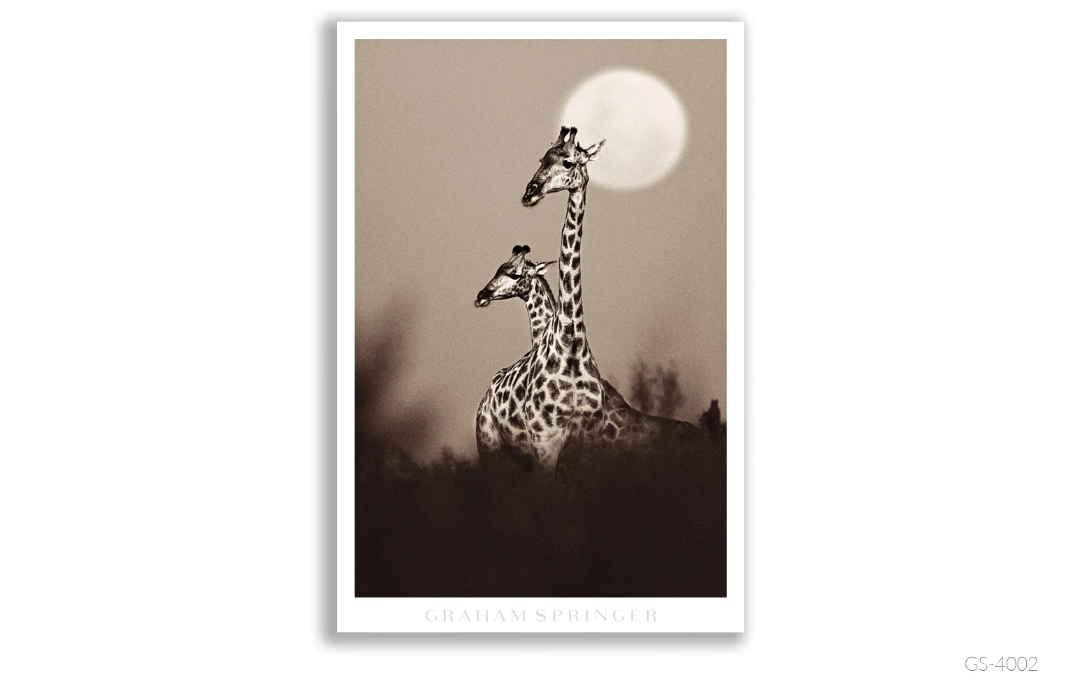 Homage_003_GS4002_Graham-Springer.jpg